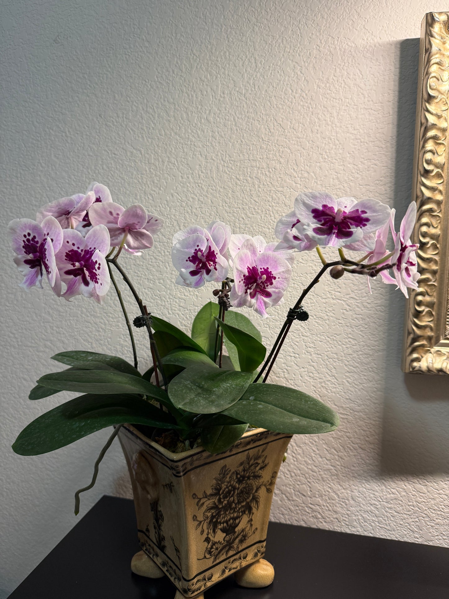 Phalaenopsis Lioulin Hot Lip (clone)