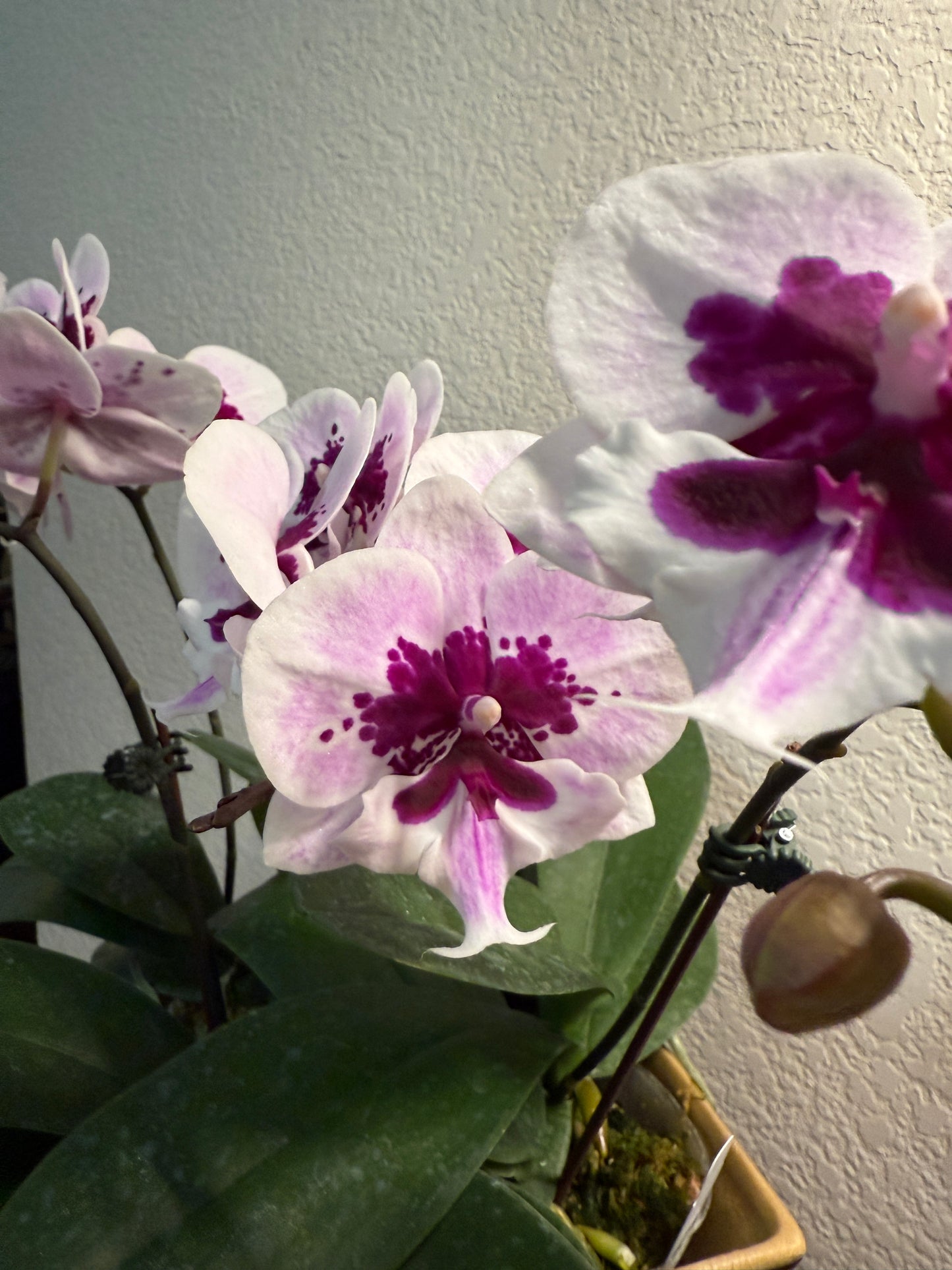 Phalaenopsis Lioulin Hot Lip (clone)