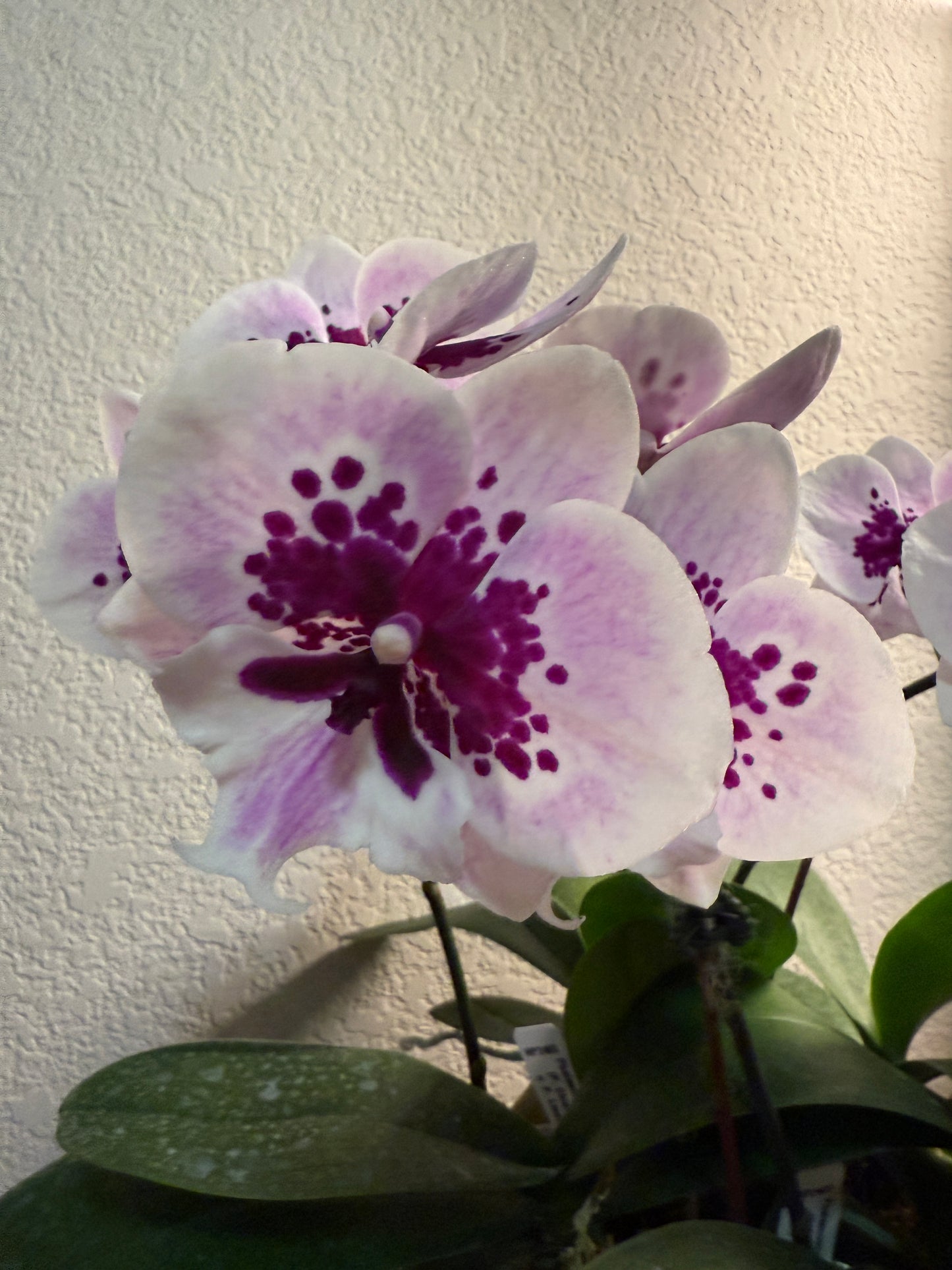 Phalaenopsis Lioulin Hot Lip (clone)