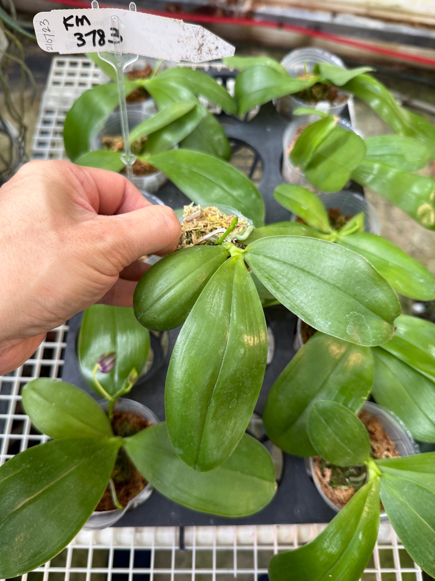 KM3783 Phalaenopsis Yin's Blue Jenny - Seed Grown