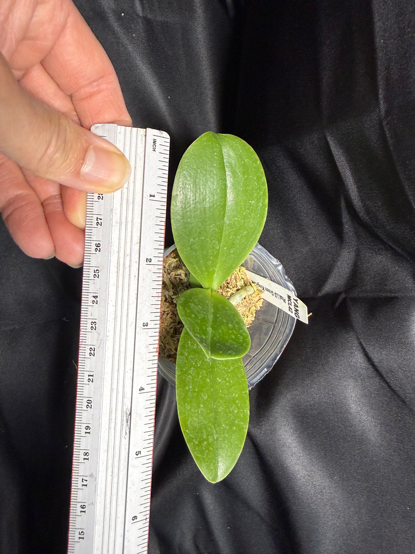 Phalaenopsis LD Green Kingfisher ‘Lemon'