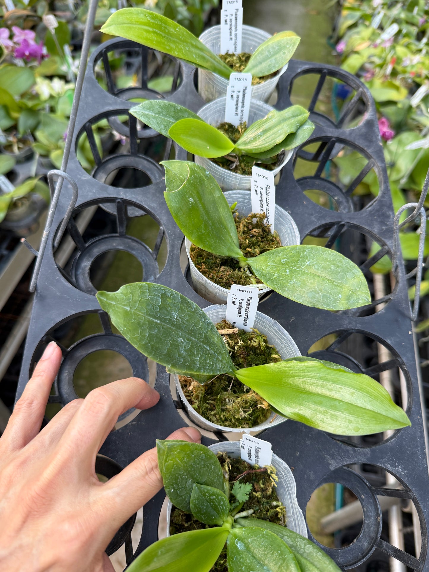 Phalaenopsis corningiana x self (Seed Grown) TM018