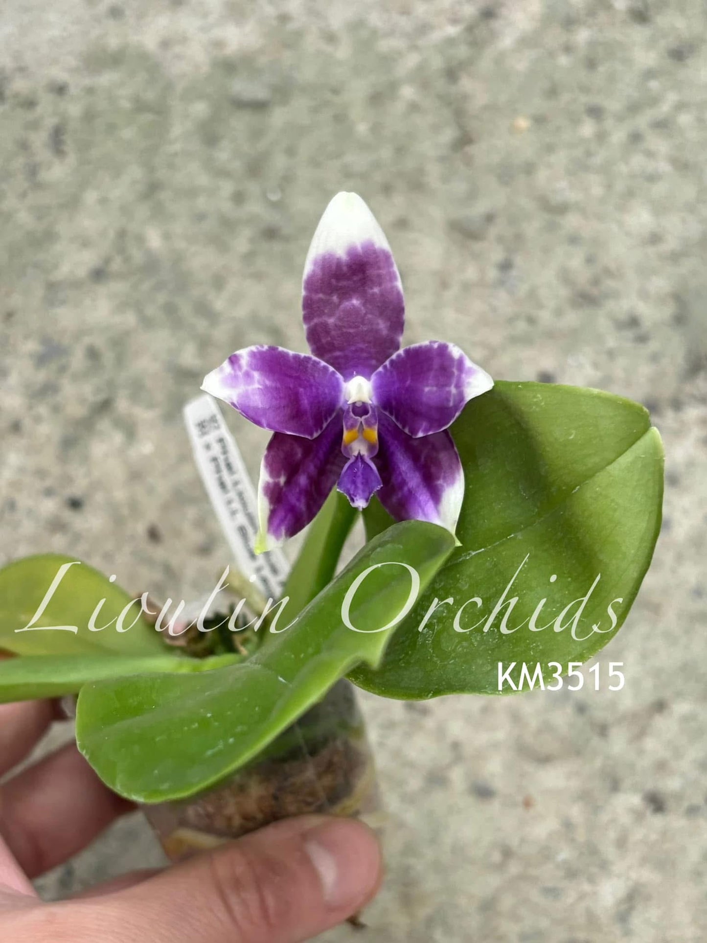 Phalaenopsis LL Blue Crake - Seed Grown