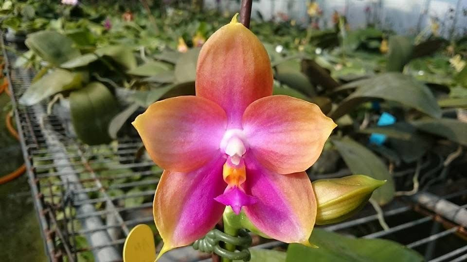 Phalaenopsis Mituo Gelb Eagle 'Rainbow'