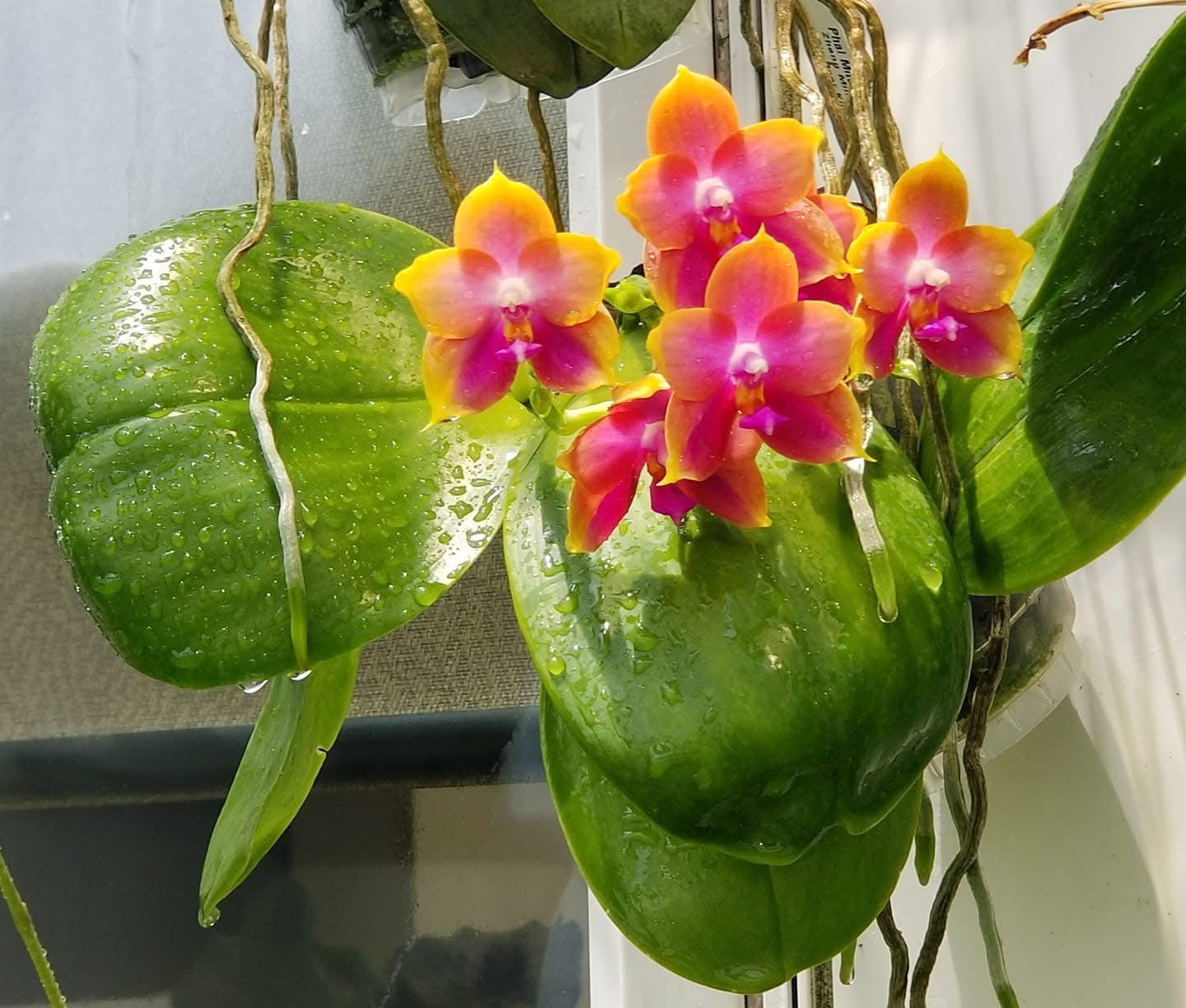 Phalaenopsis Mituo Gelb Eagle 'Rainbow'