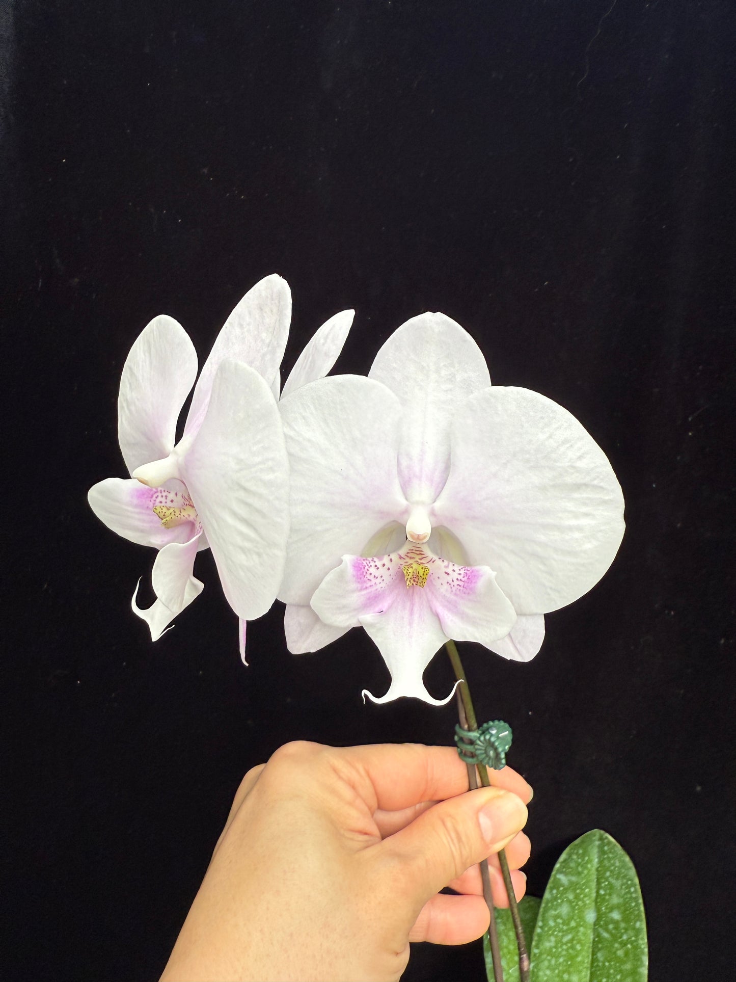 Phalaenopsis ((P. Golden Apollon x (Taida Pearl x Little Gem Stripes)) x Tying Shin Ice Cream - Seed Grown