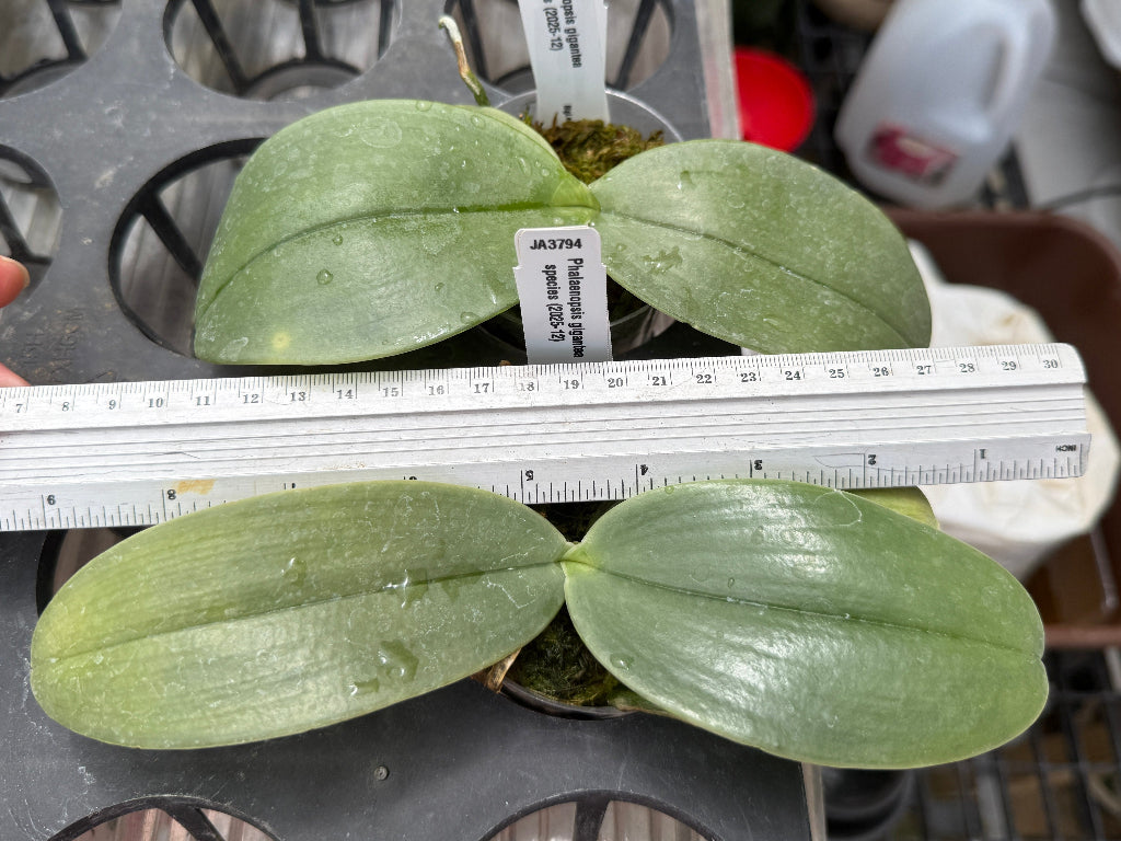 Phalaenopsis gigantea from Sabah - Seed Grown