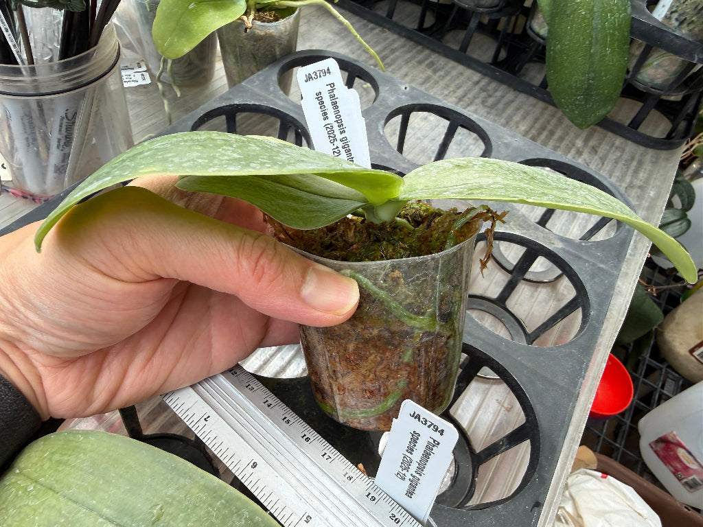 Phalaenopsis gigantea from Sabah - Seed Grown