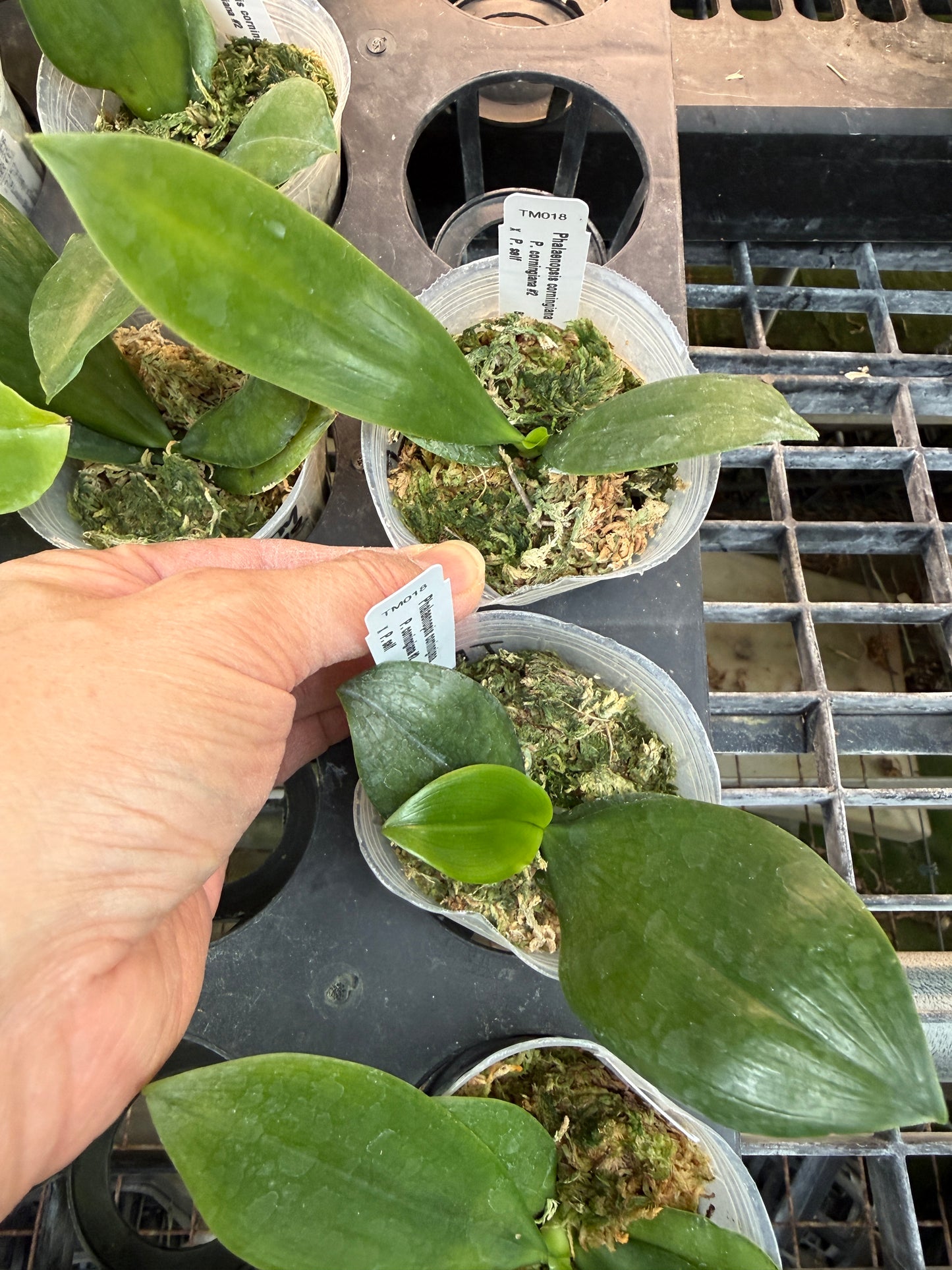 Phalaenopsis corningiana x self (Seed Grown) TM018