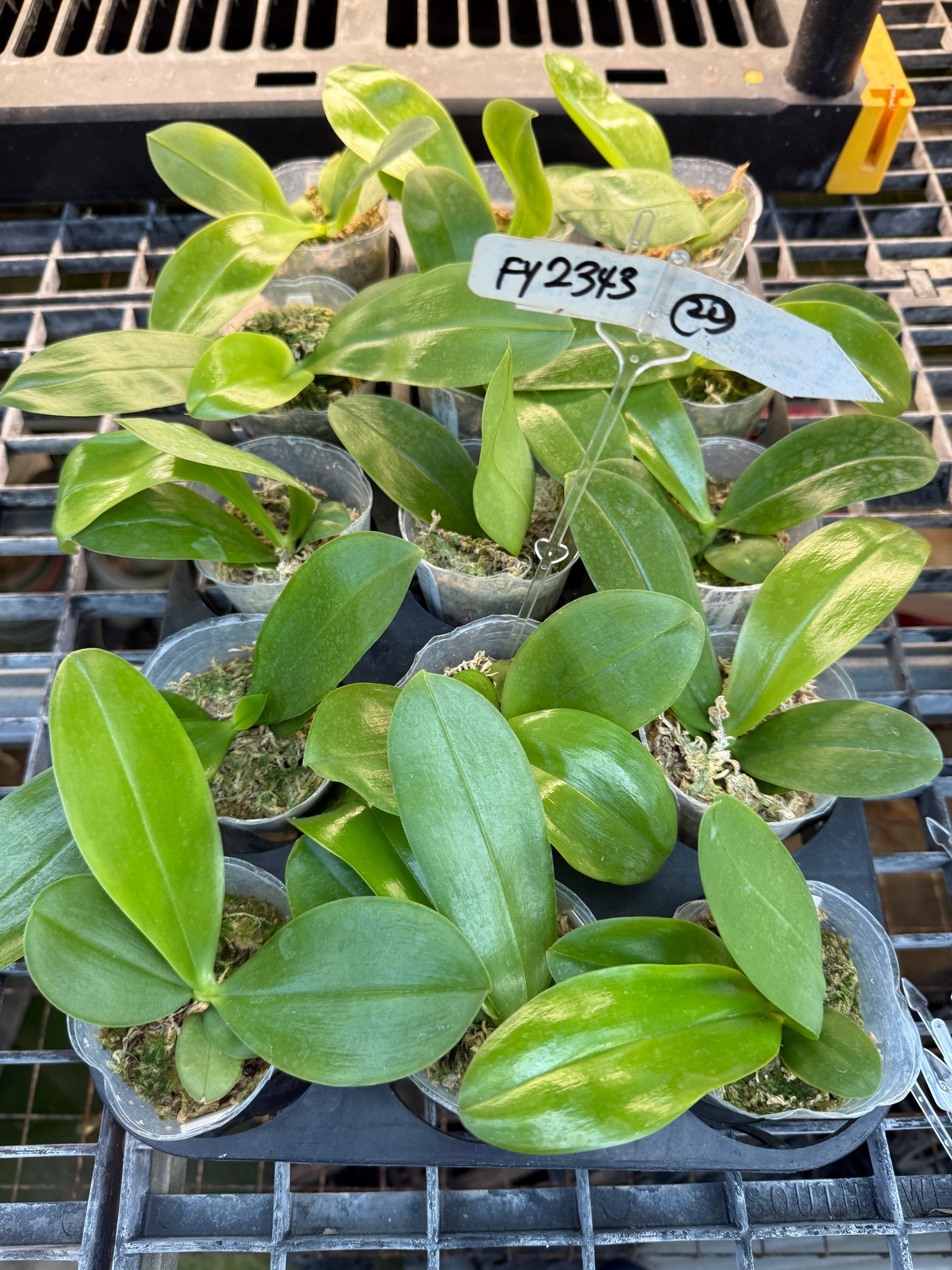 Phalaenopsis Freya's Blueberry Jam x P.Peter Blue Diamond - seed grown