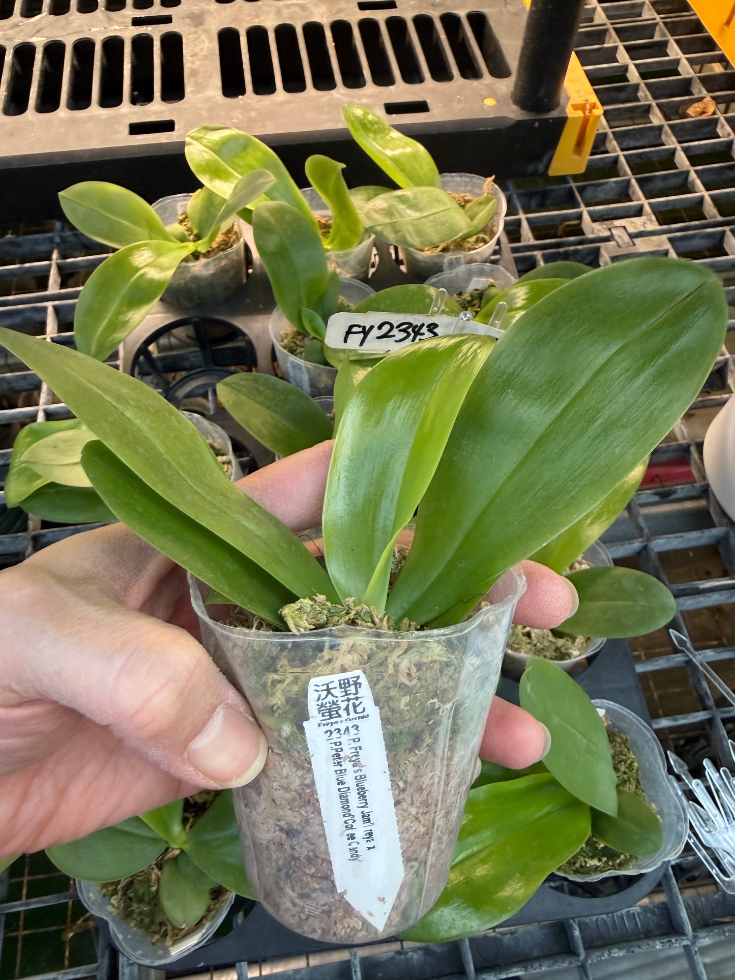 Phalaenopsis Freya's Blueberry Jam x P.Peter Blue Diamond - seed grown