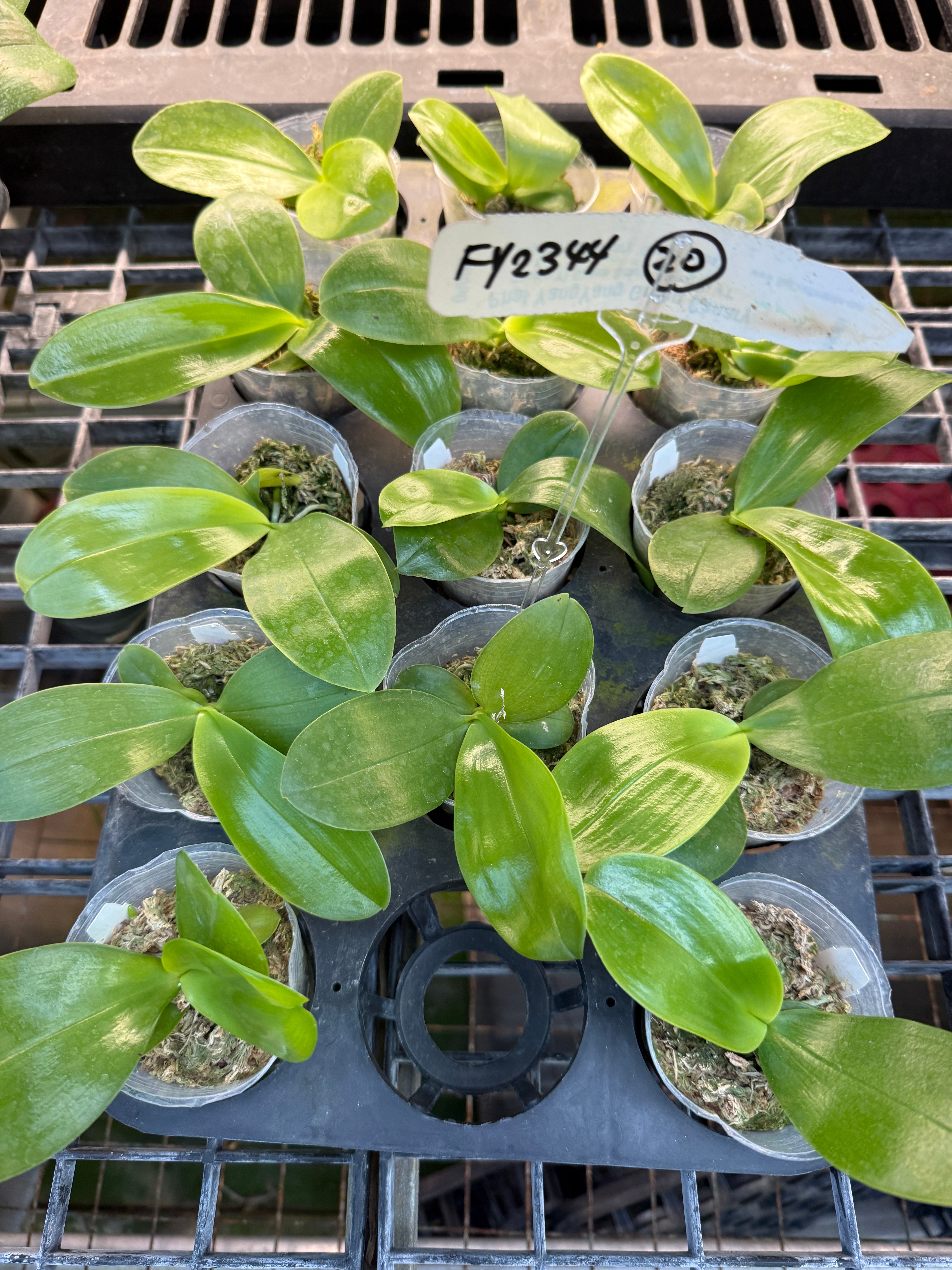 Phalaenopsis Freya's Blueberry Jam x LL Blue Family – Big Leaf Orchids