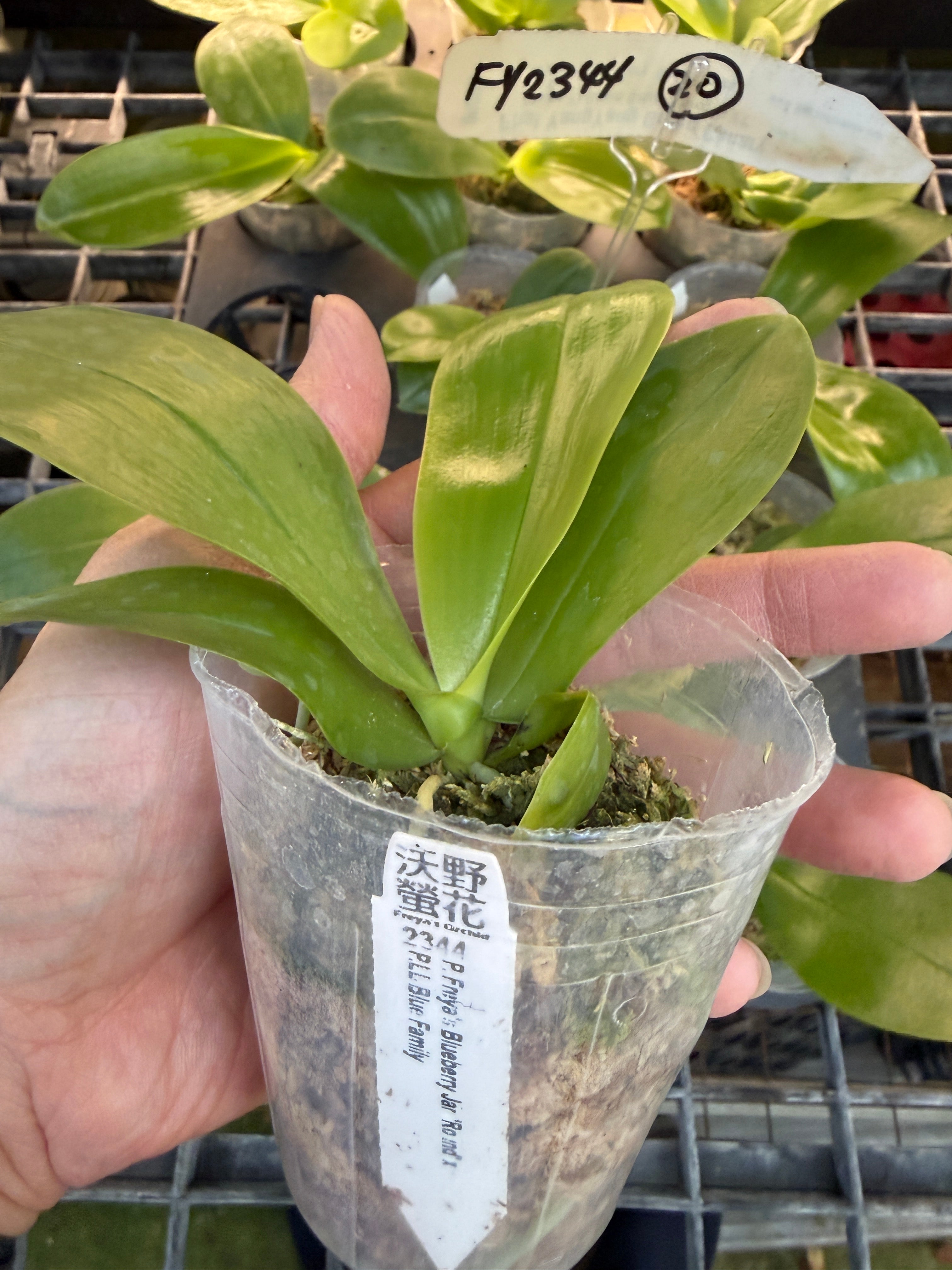 Phalaenopsis Freya's Blueberry Jam x LL Blue Family – Big Leaf Orchids