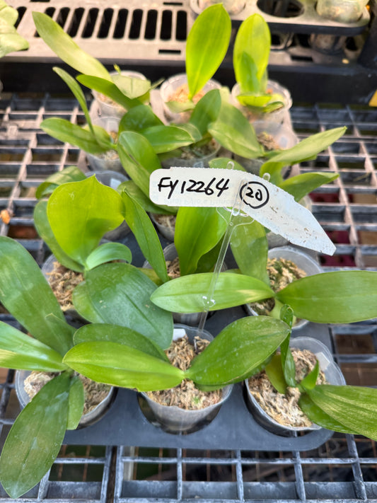 Phalaenopsis Freya's Emerald Dragon x Freya's Lollipop