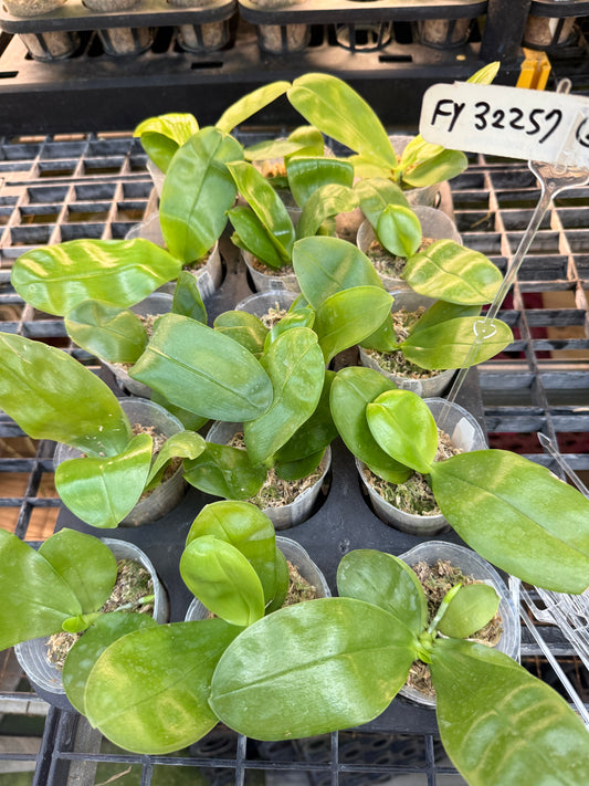 Phalaenopsis Freya's Blue Origin x LL Blue Family