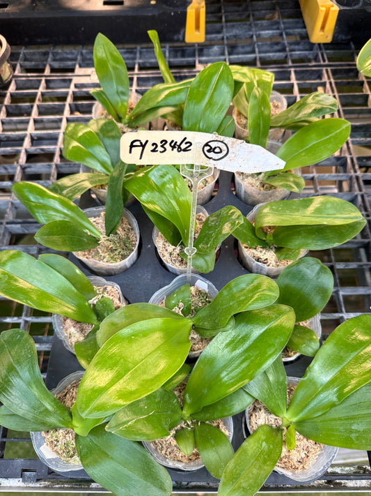 Phalaenopsis Mituo Reflex Dragon x LL Blue Spots