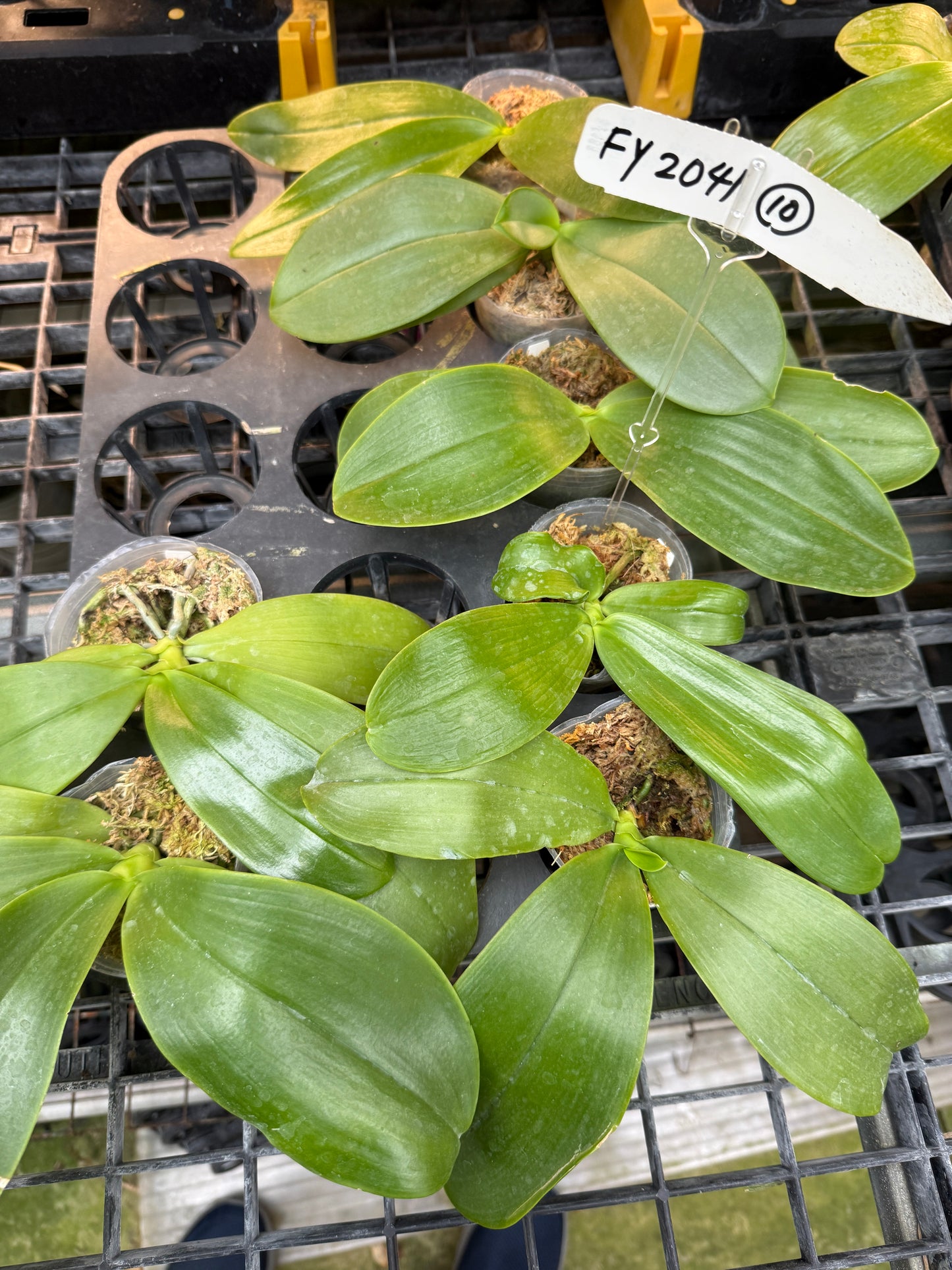 Phalaenopsis KS Blue Ludde x Freya's Dragonscale