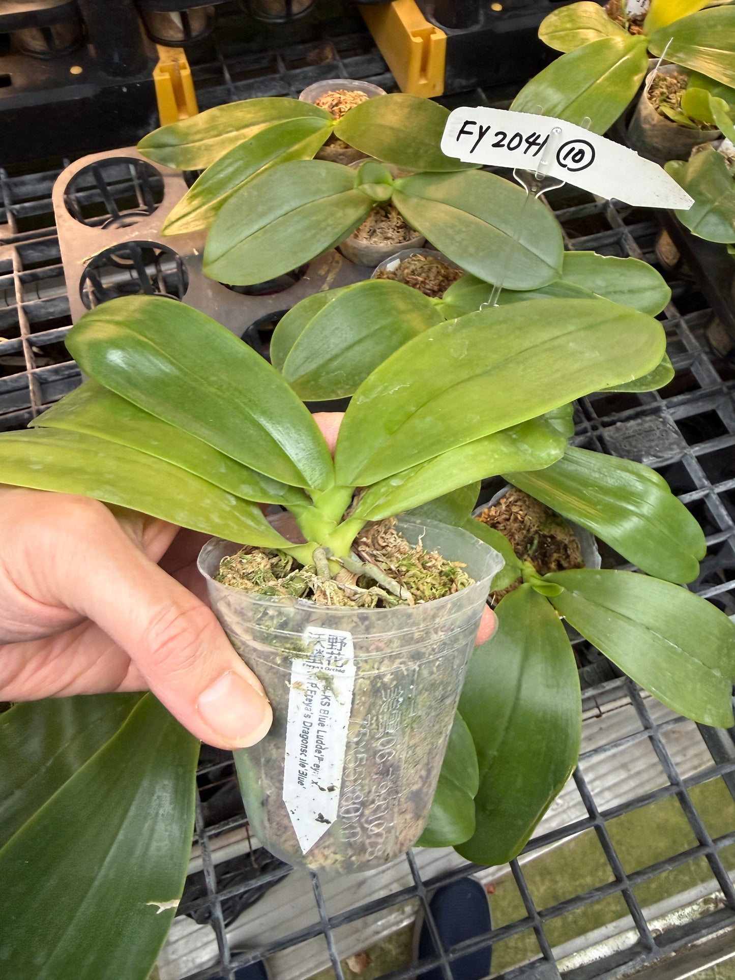 Phalaenopsis KS Blue Ludde x Freya's Dragonscale