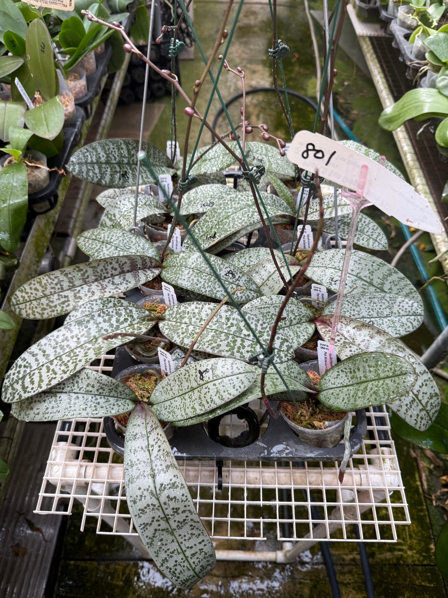 Phalaenopsis schilleriana 'Silver Leaf' x sib - Seed Grown - Spiking Budding