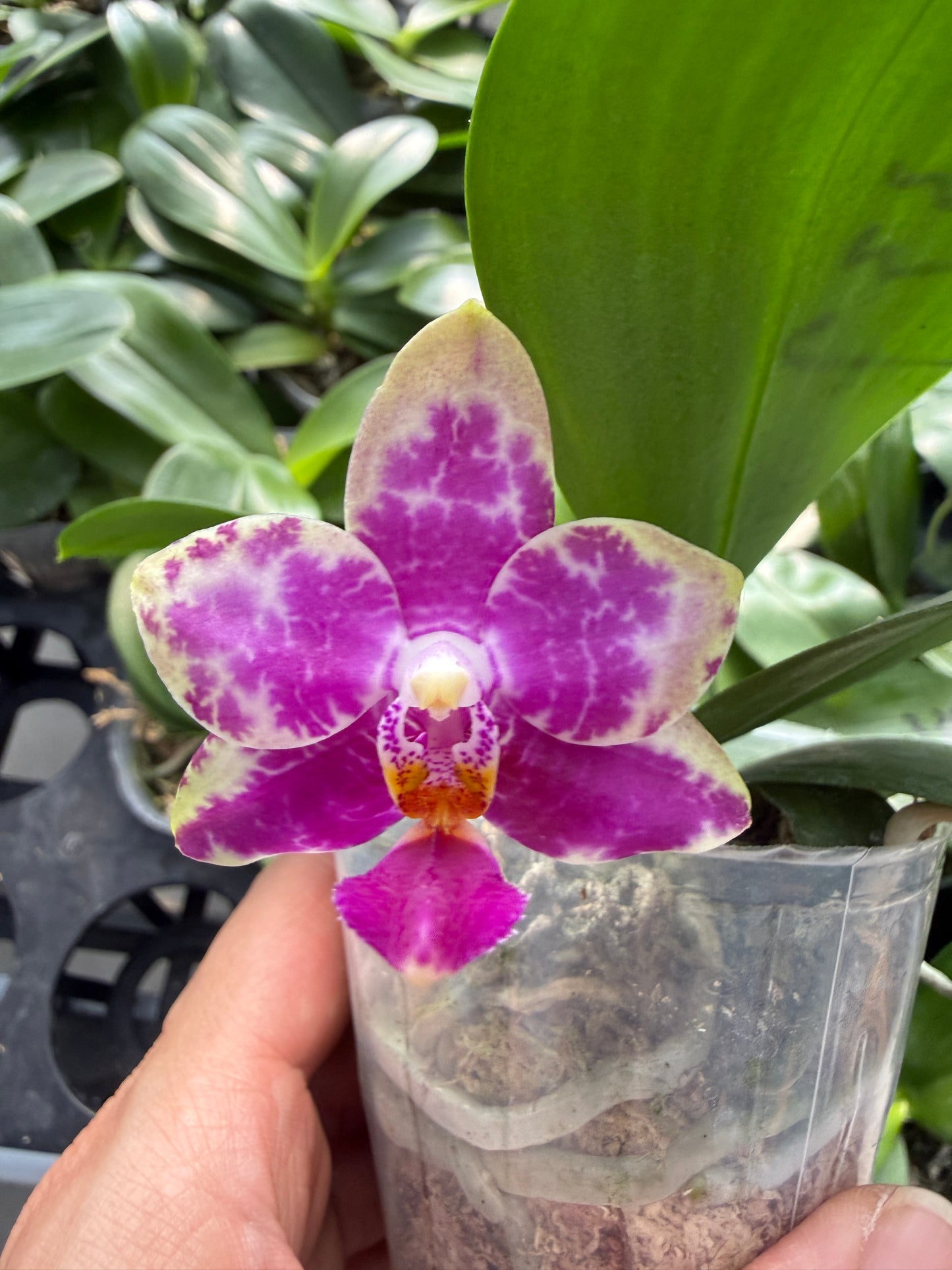 Phalaenopsis Mituo Super Dragon x Mituo Reflex Dragon 'Blue2'