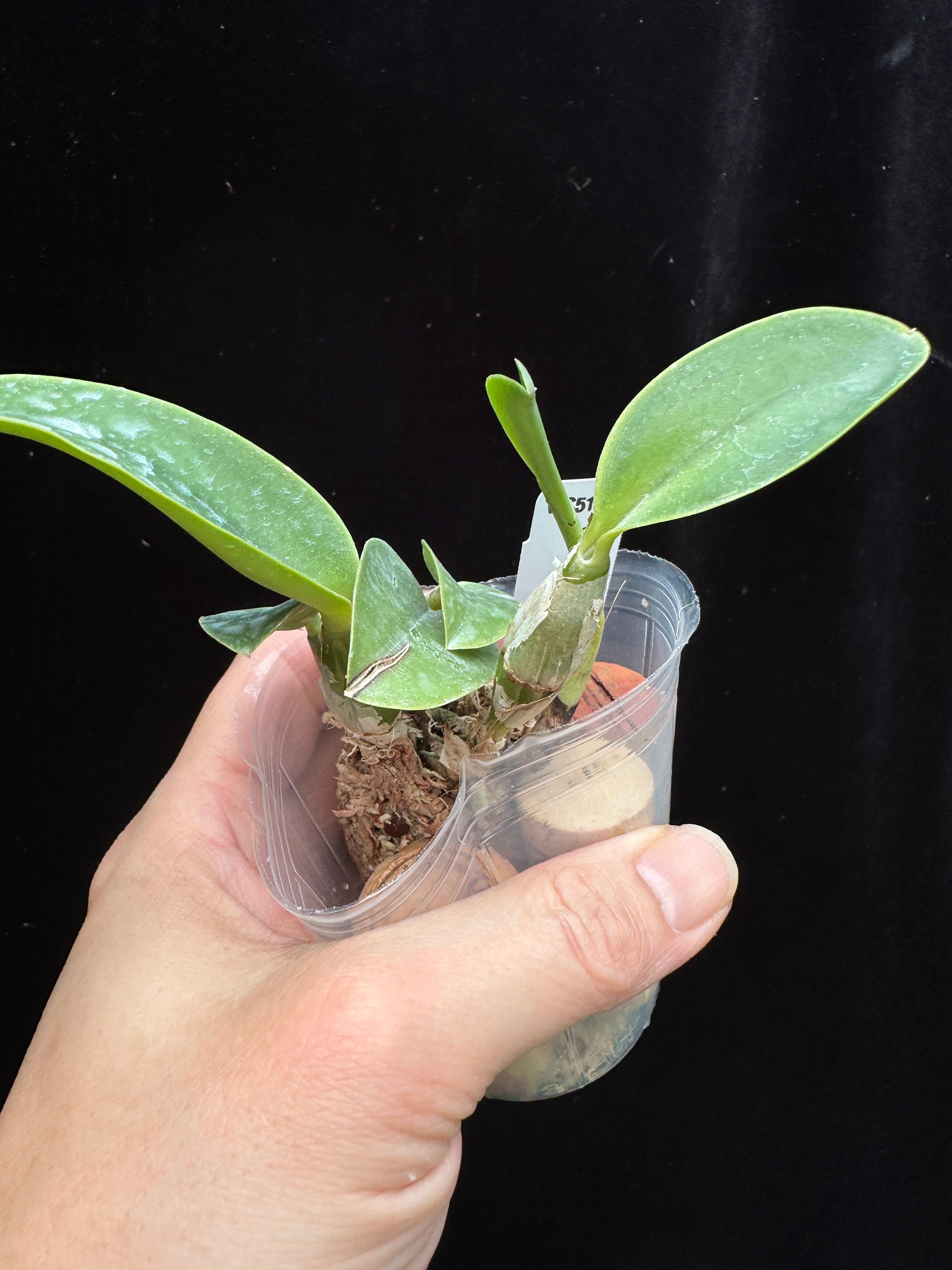 Cattleya walkeriana var. semi-alba 'Model'