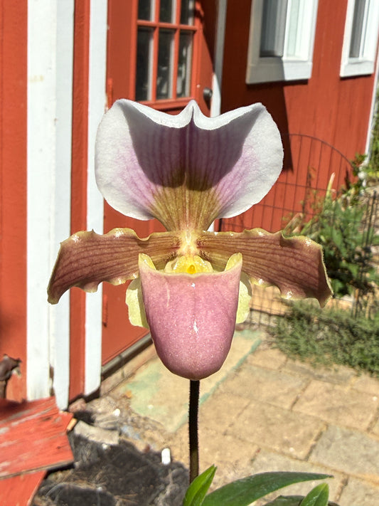 Paphiopedilum Favorlang Barbie - Seed Grown