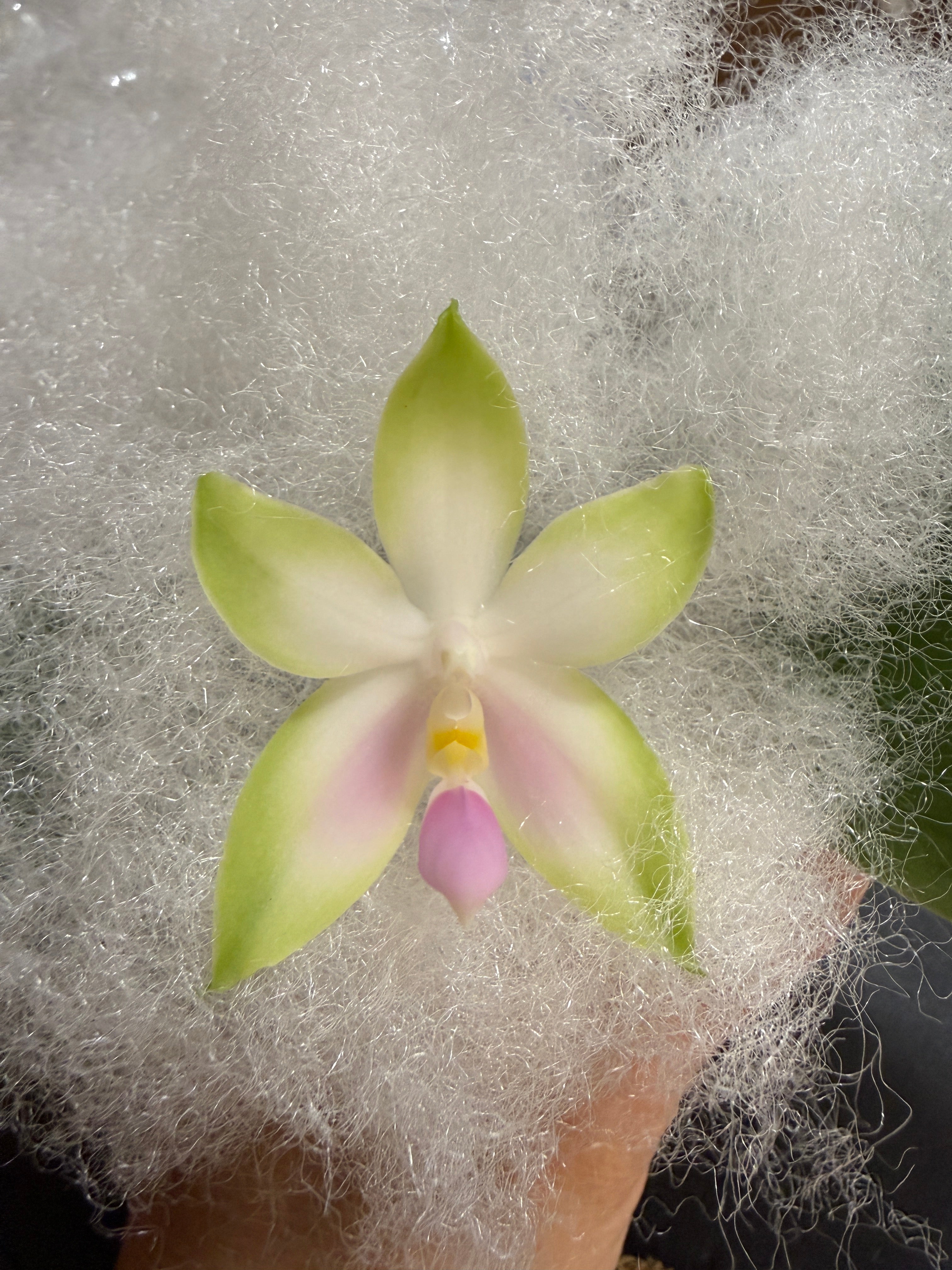 Products – Page 2 – Big Leaf Orchids