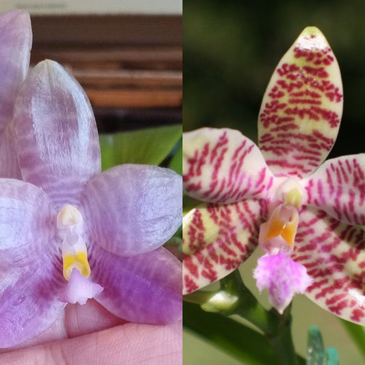 Orchid Compot Phalaenopsis Mituo Specio Prince-hieroglyphica - 3 Seedlings