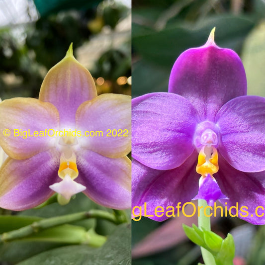 Orchid Compot Phalaenopsis Mituo Reflex Dragon-CTL Presaro Sunrise - 3 Seedlings