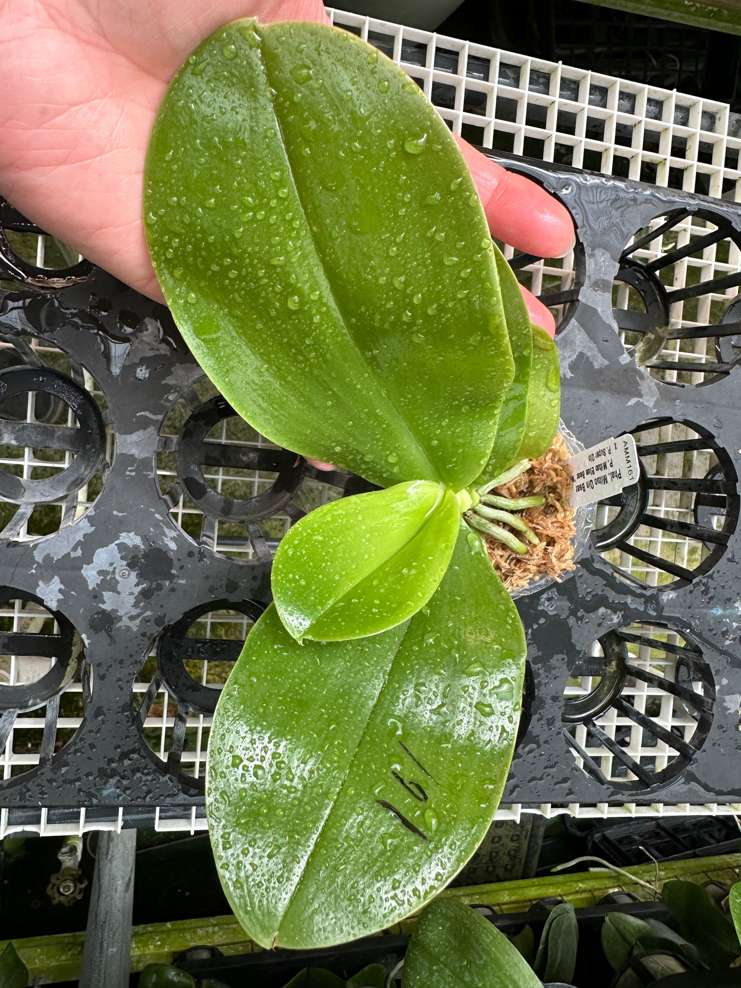 Phalaenopsis Mituo Qin Bear - Seed Grown