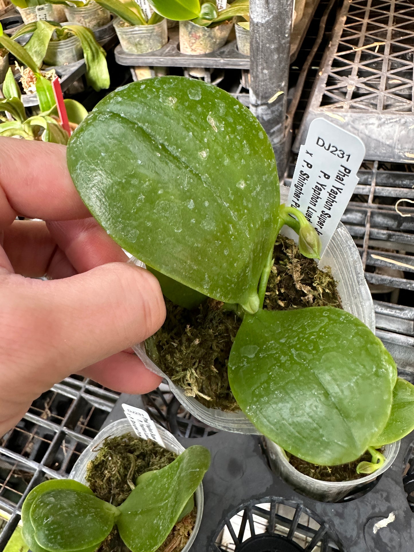 Phalaenopsis Yaphon Super Jaquar 'Yaphon' Spiking