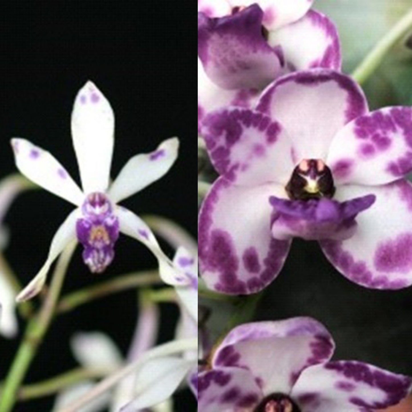 Vandachostylis Hsinying Starry - seed grown