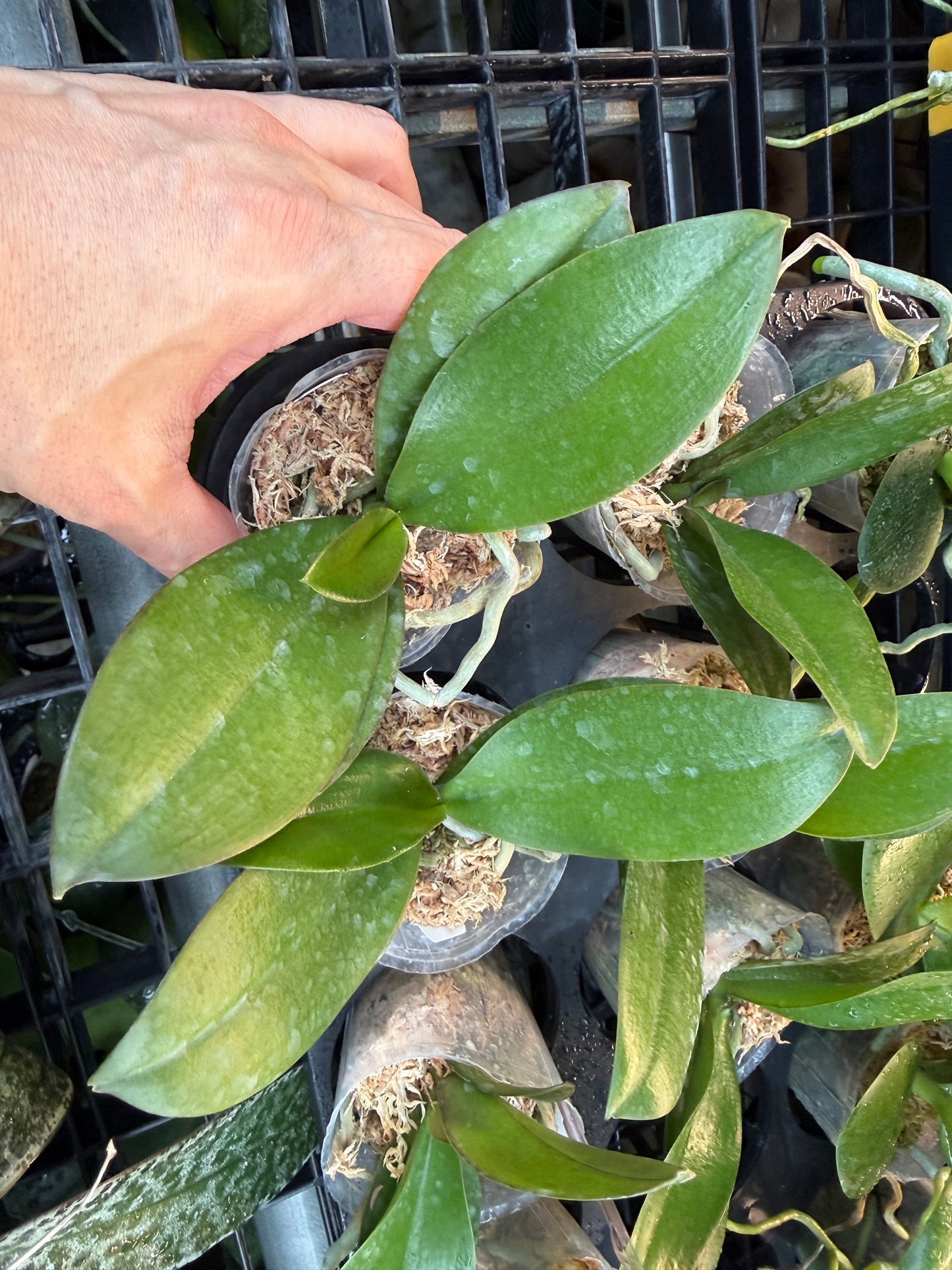 Phalaenopsis JC Honey 'Hoya'