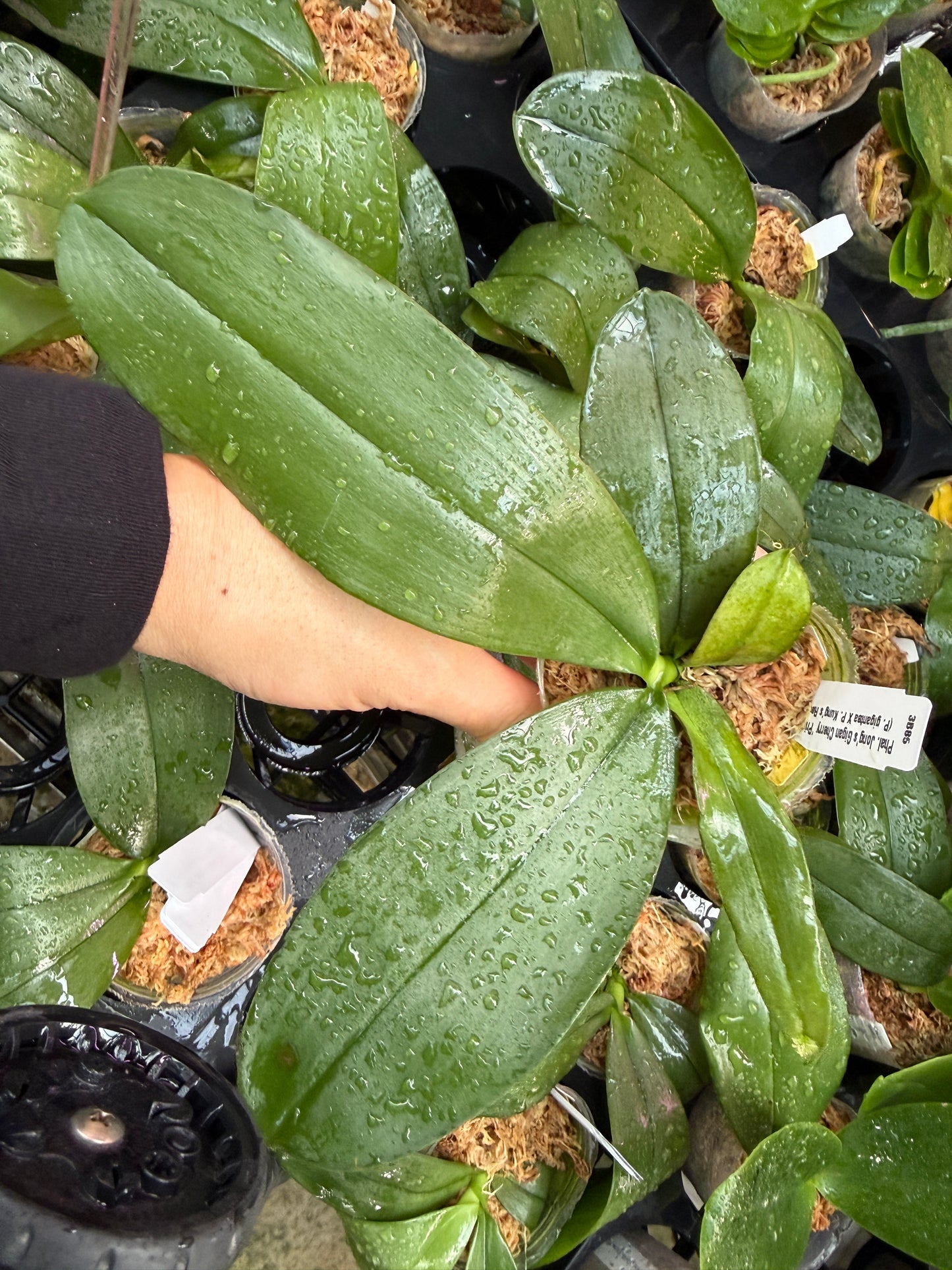 Phalaenopsis Jong's Gigan Cherry 'Prince' AM/AOS