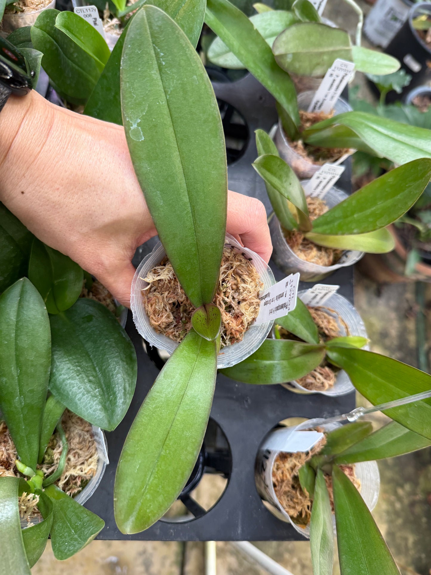 Phalaenopsis amabilis x sib (from Surabaya) - seed grown