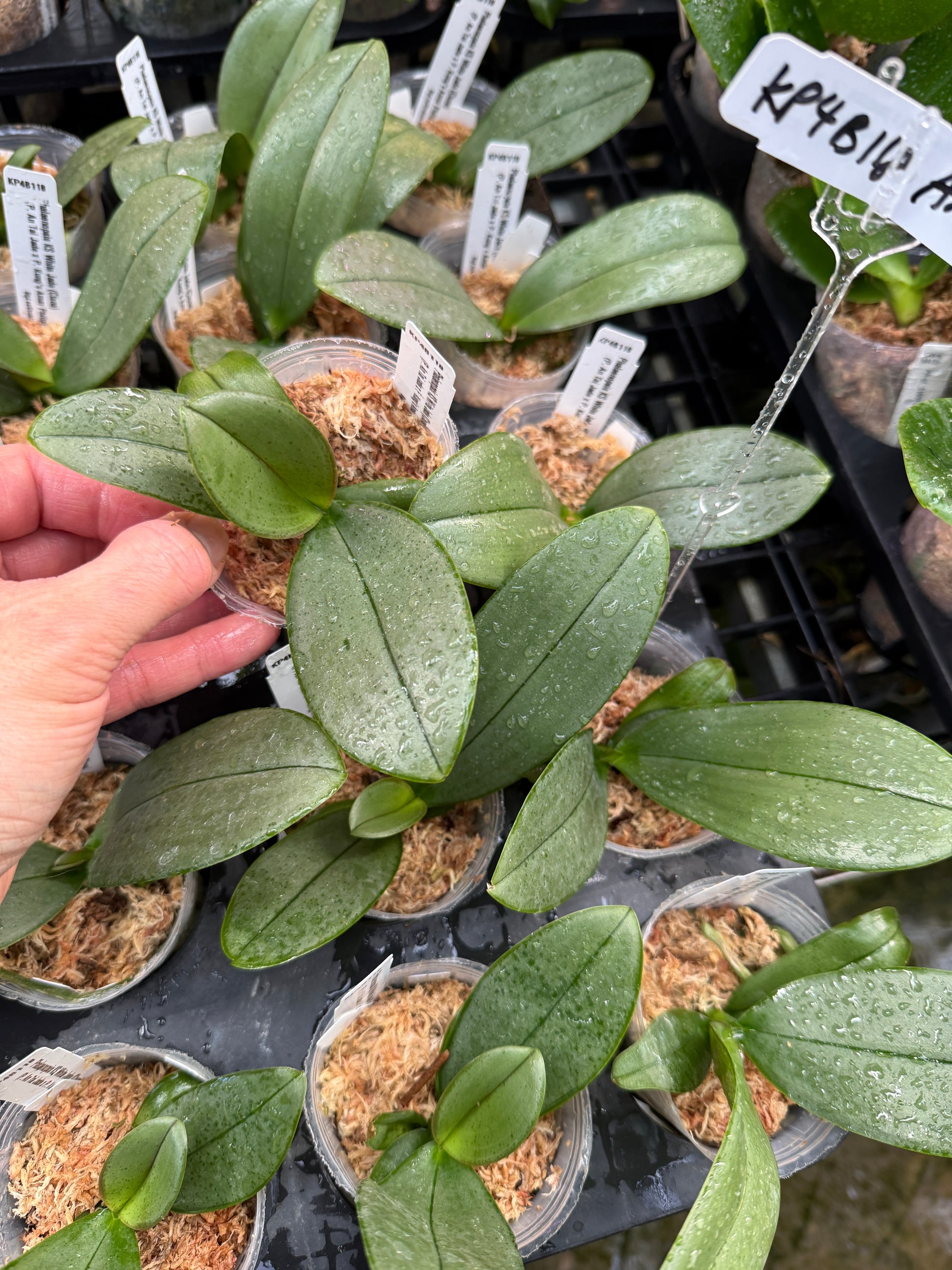 jade orchid plant Phalaenopsis KS White Jade (Clone) – Big Leaf Orchids