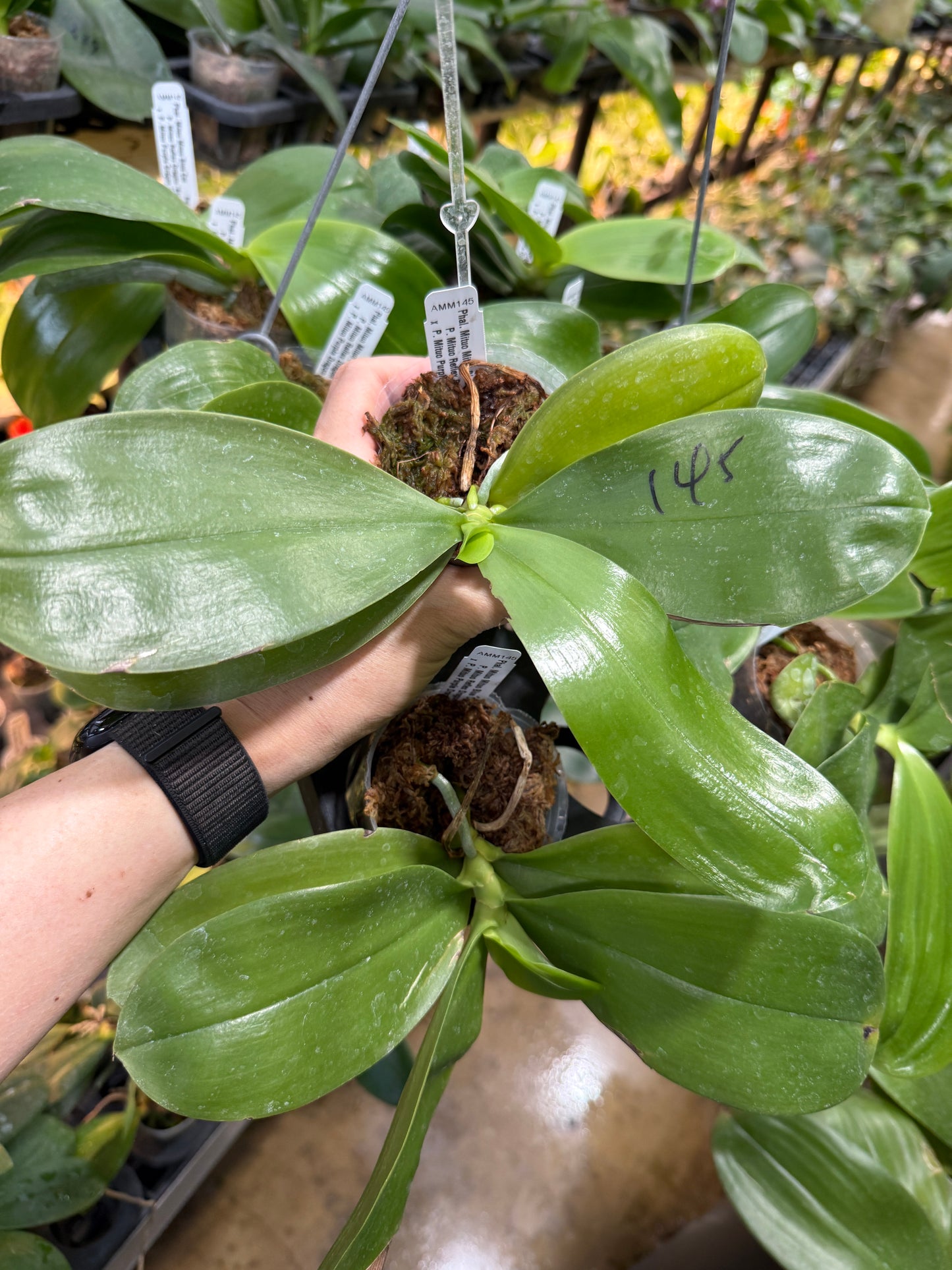 Phalaenopsis Mituo Blue Cat - Seed Grown