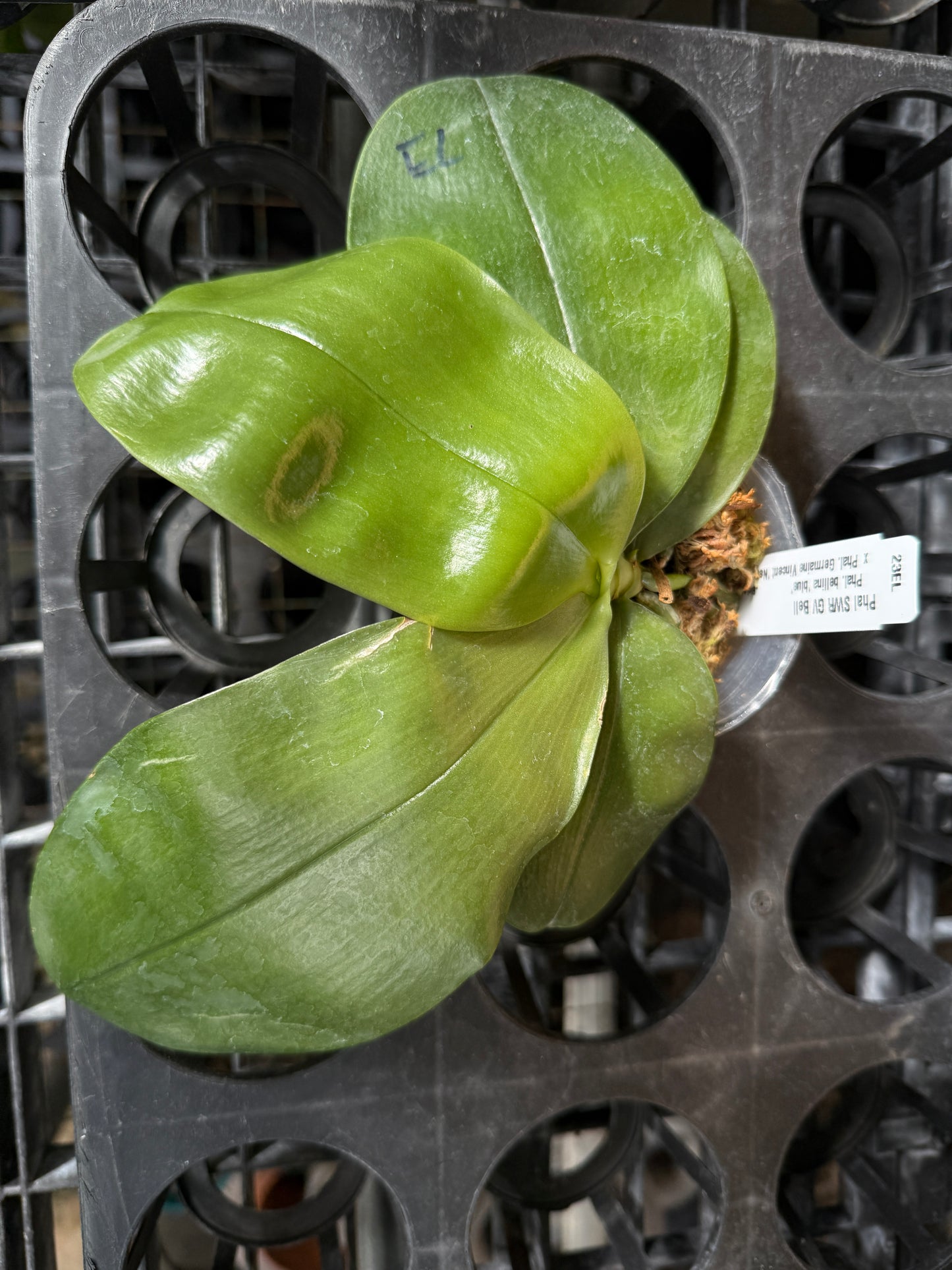Phalaenopsis SWR GV Bell - Seed Grown