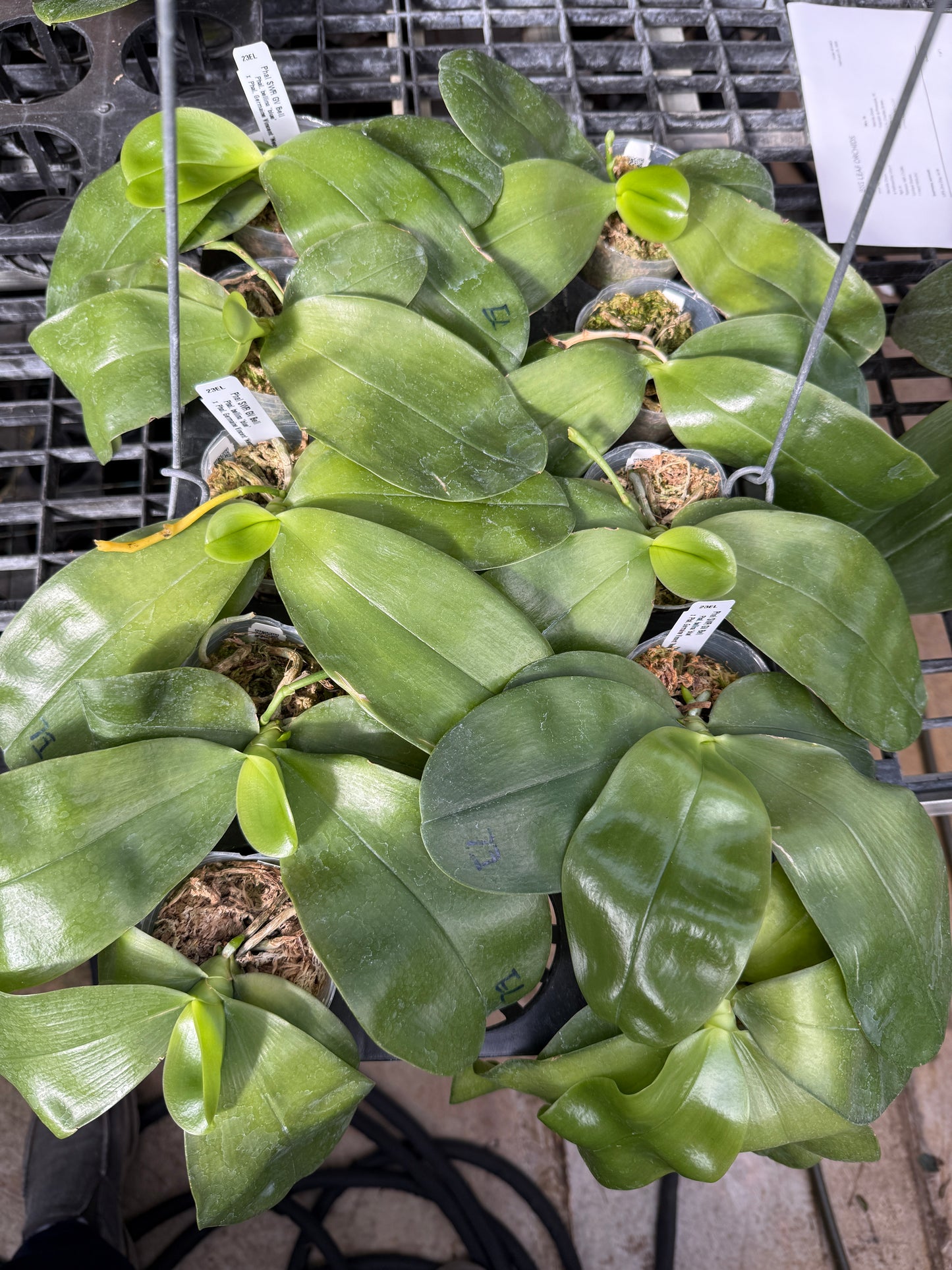 Phalaenopsis SWR GV Bell - Seed Grown