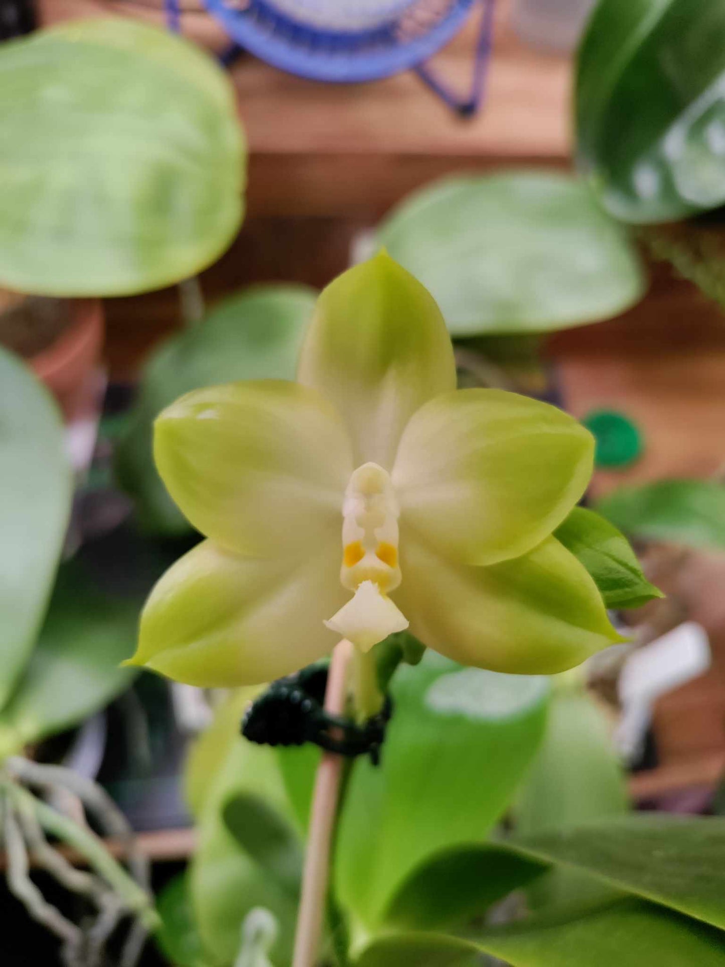 Phalaenopsis Mainshow Happy Bee X Mituo Golden Tiger - Seedlings