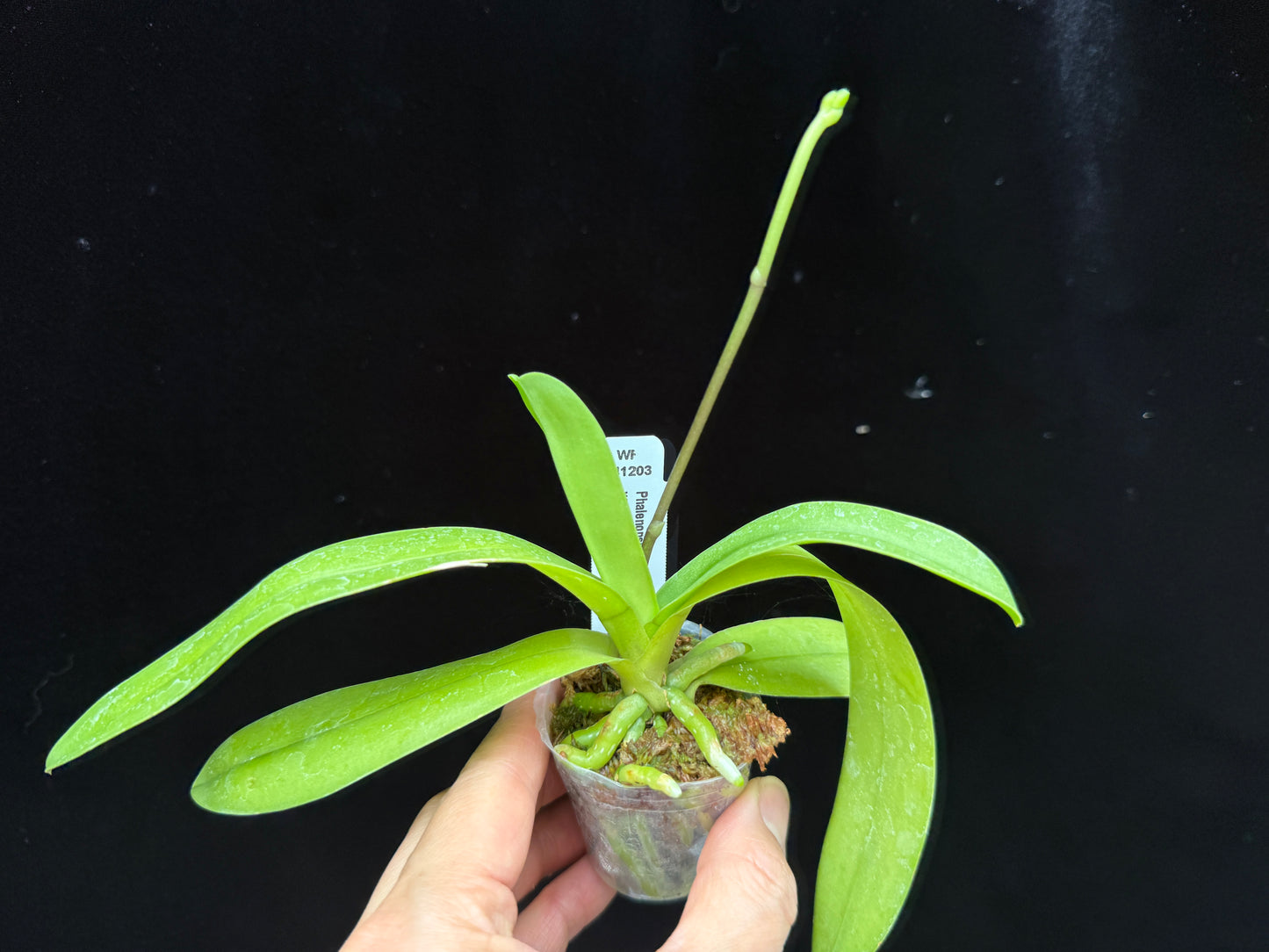 Phalaenopsis (Doritis) pulcherrima 'Wilson' var champorensis coerulea (Blue Form) 250515 Spiking