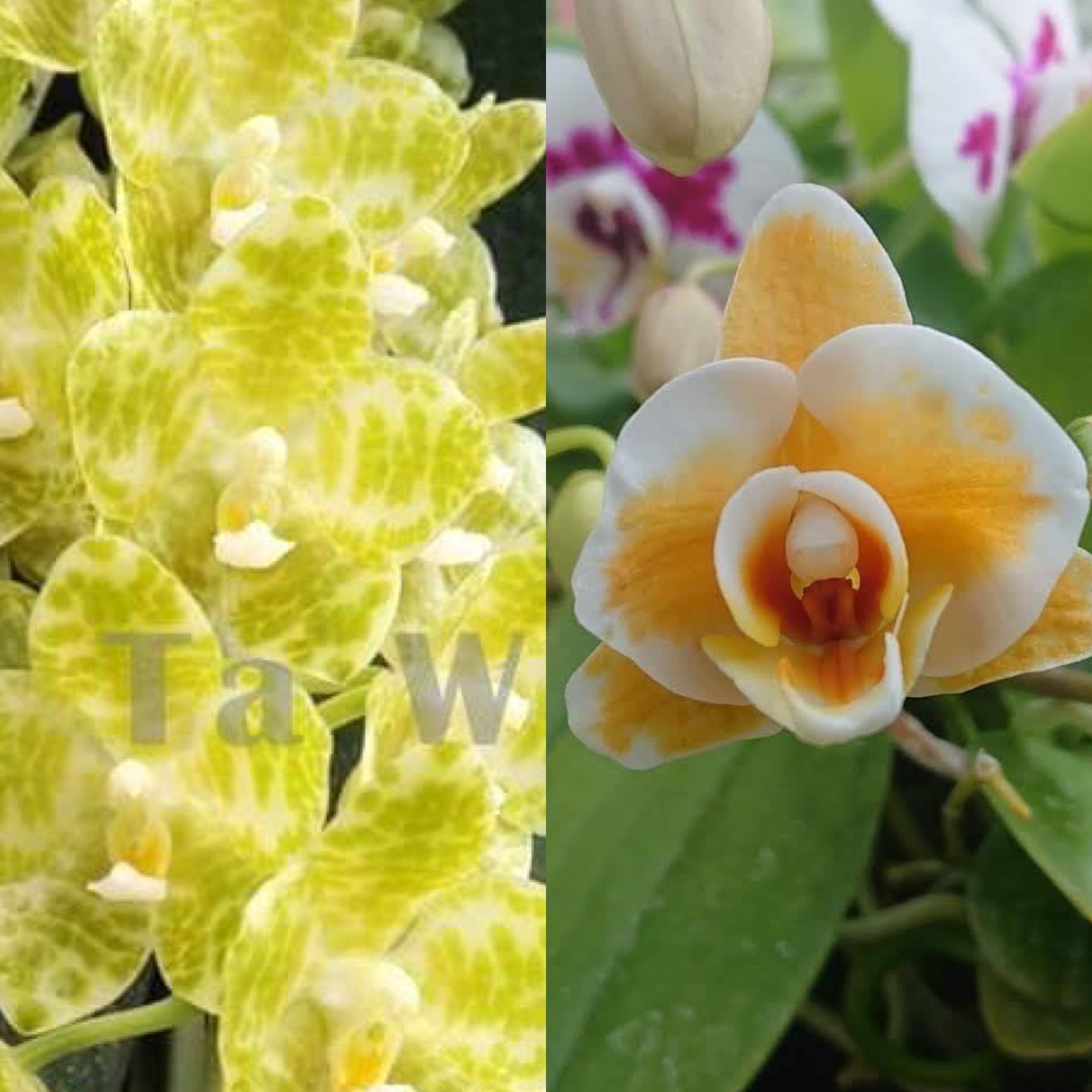 Phalaenopsis gigantea var alba x (Little Gem Stripes x Taida Pearl) 'f ...