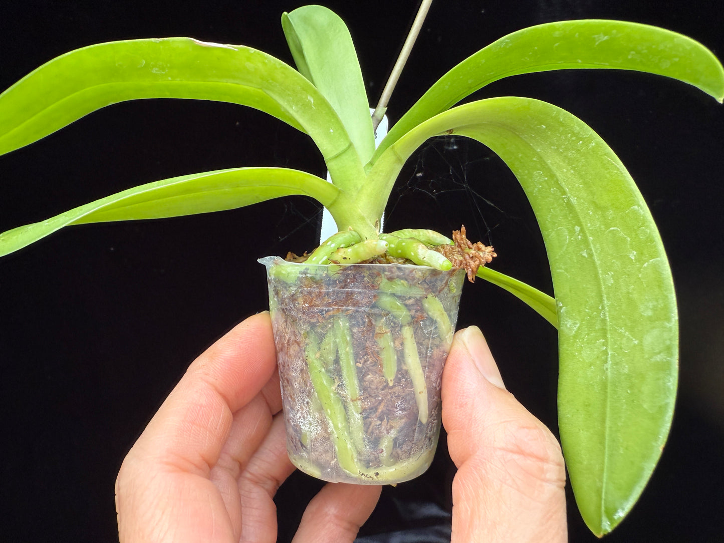 Phalaenopsis (Doritis) pulcherrima 'Wilson' var champorensis coerulea (Blue Form) 250515 Spiking