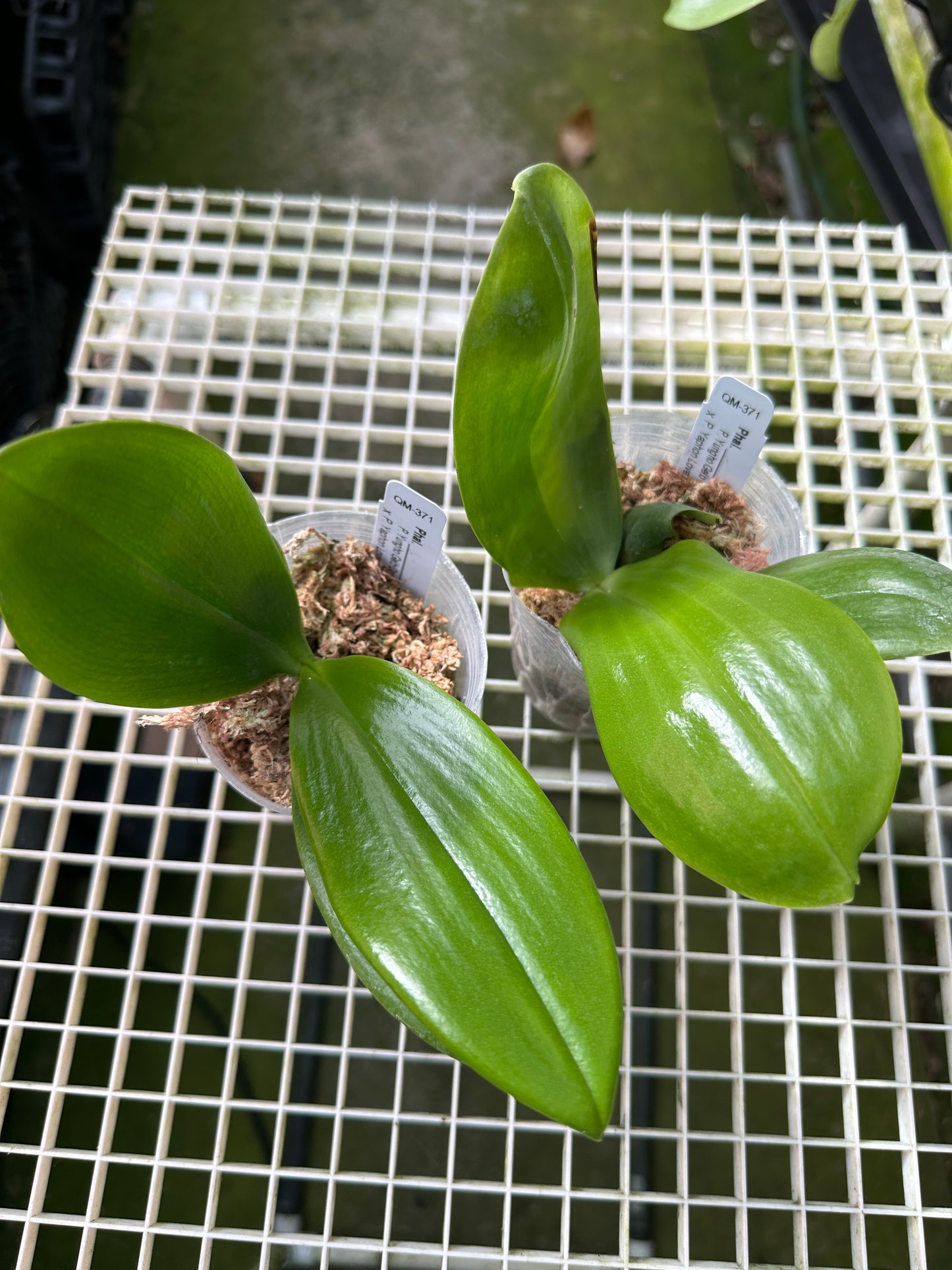 Phalaenopsis (Yungho Gelb Canary x Yaphon Lover) Seedlings