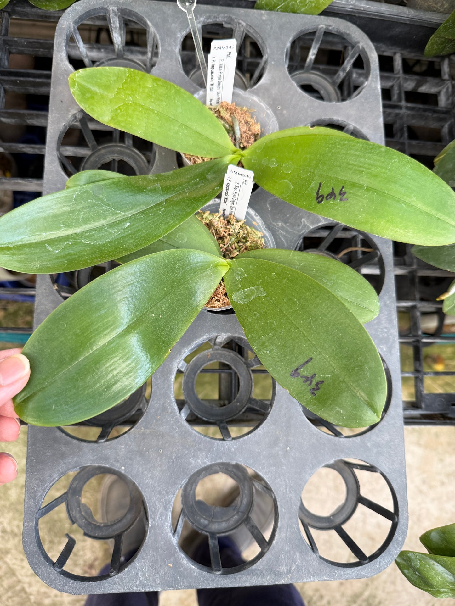 Phalaenopsis Mituo Purple Dragon ‘Blue White' x Phal. kapuasensis ‘Mituo‘ (seed grown)