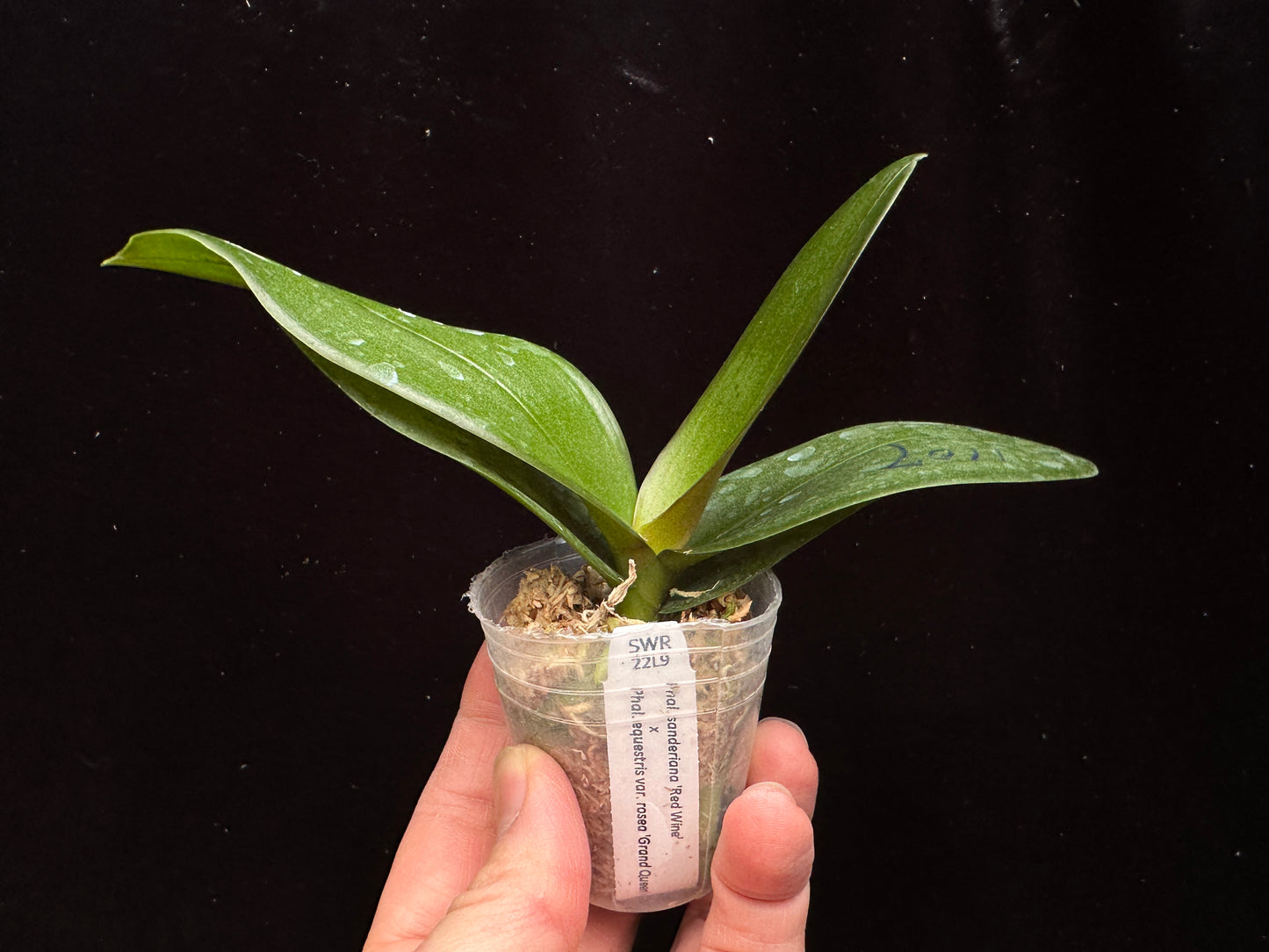 Phalaenopsis Hebe (sanderiana x equestris) - Seed Grown