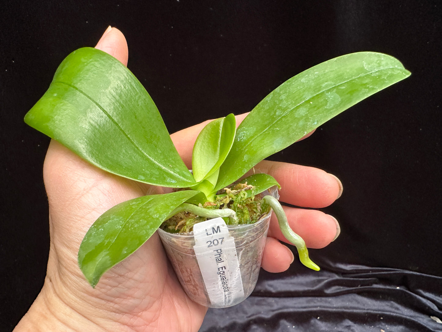 Phalaenopsis Equalacea 'LL'