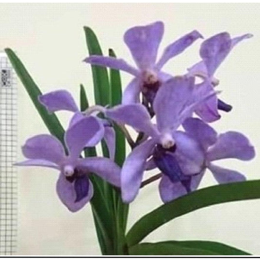 Holcovanstylis (Blue Jenny x Vanda Bangsai Queen)