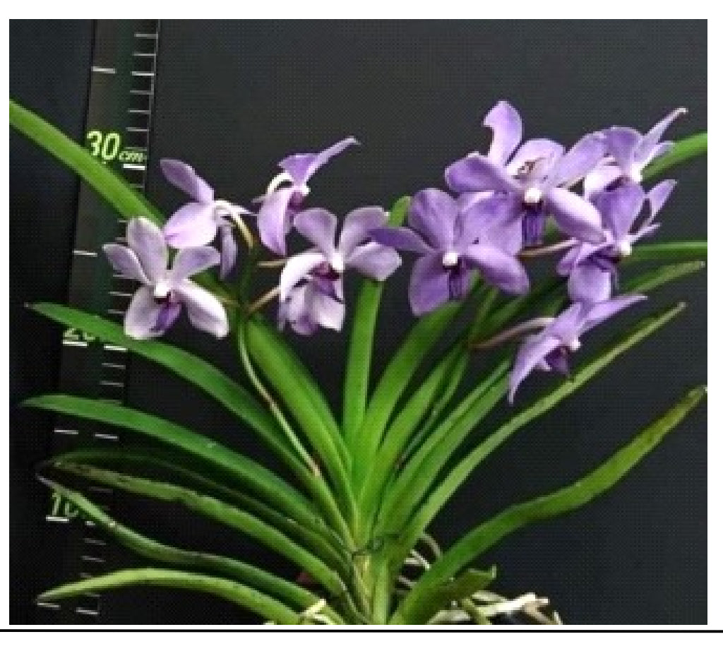 Holcovanstylis (Blue Jenny x Vanda Bangsai Queen)