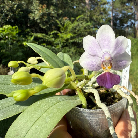Phalaenopsis Su’s Glad Kid ‘Blue’ 250620 Flowering 2 spikes